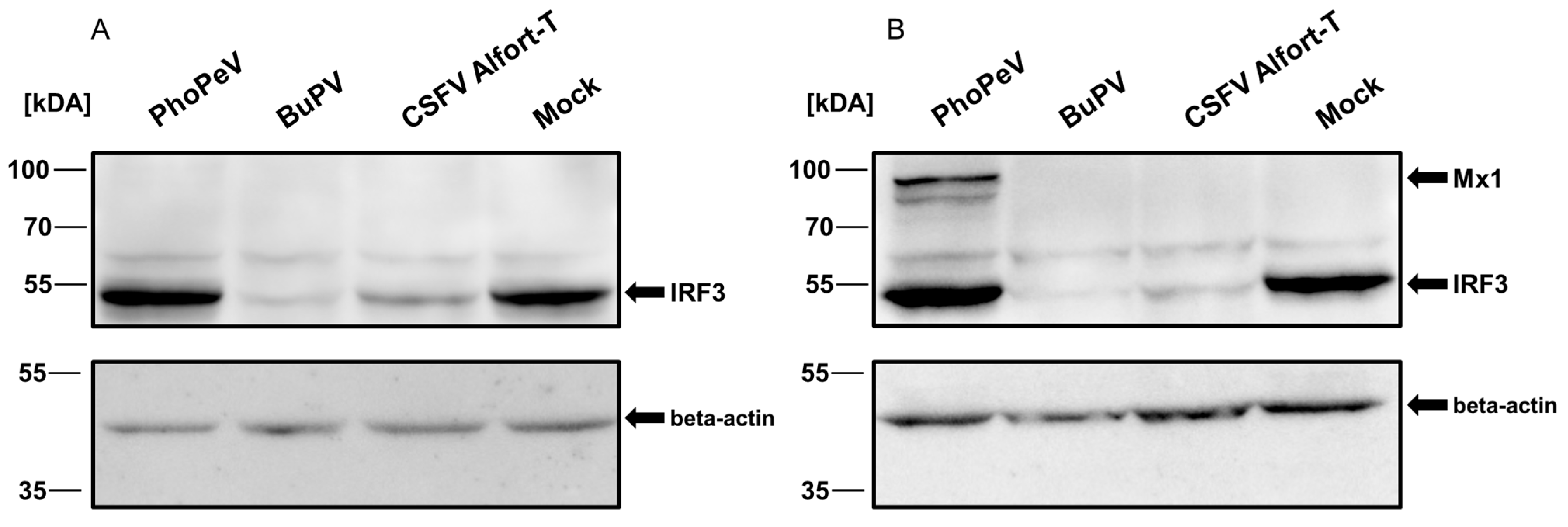 Viruses 17 00107 g003