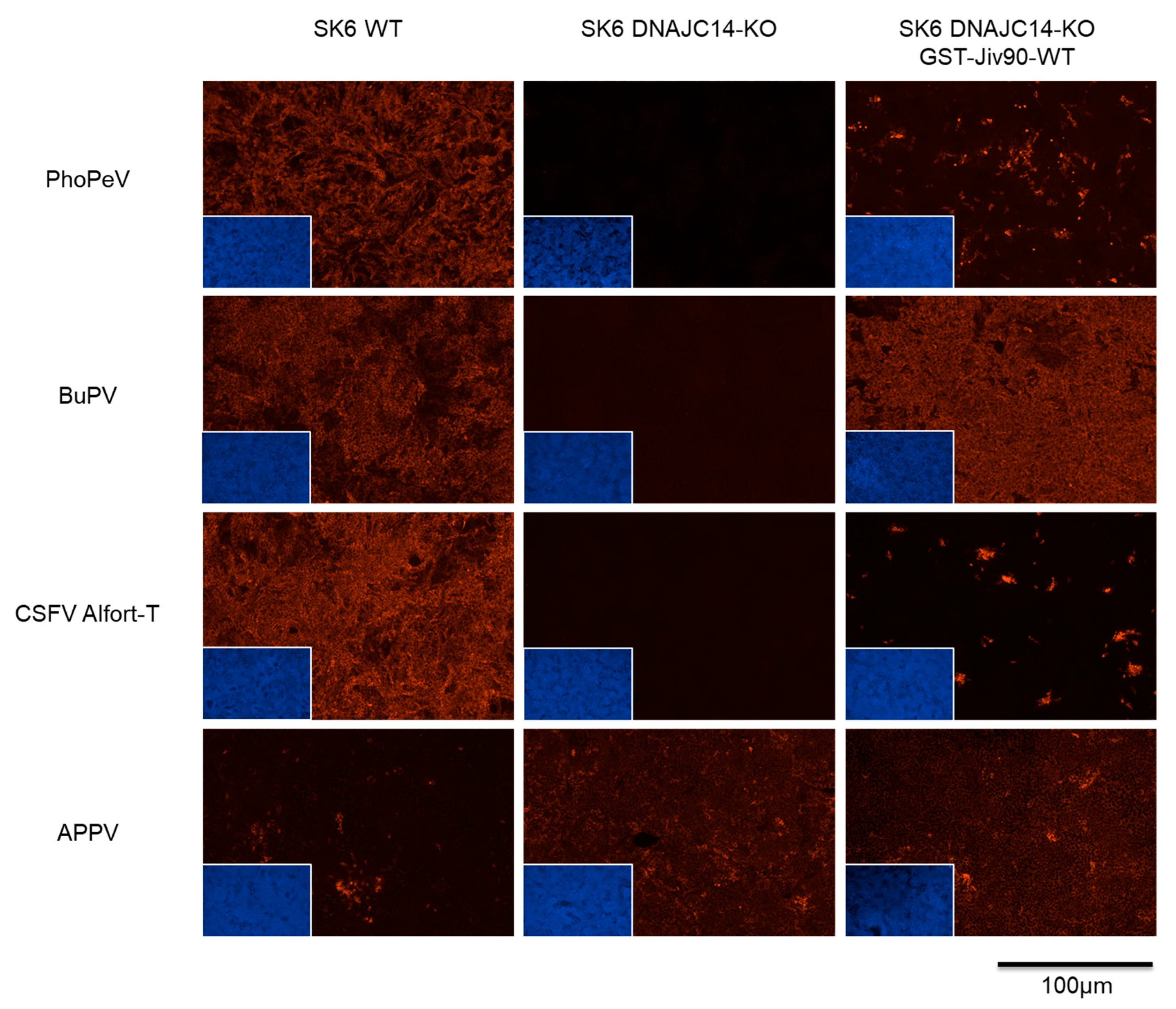 Viruses 17 00107 g004