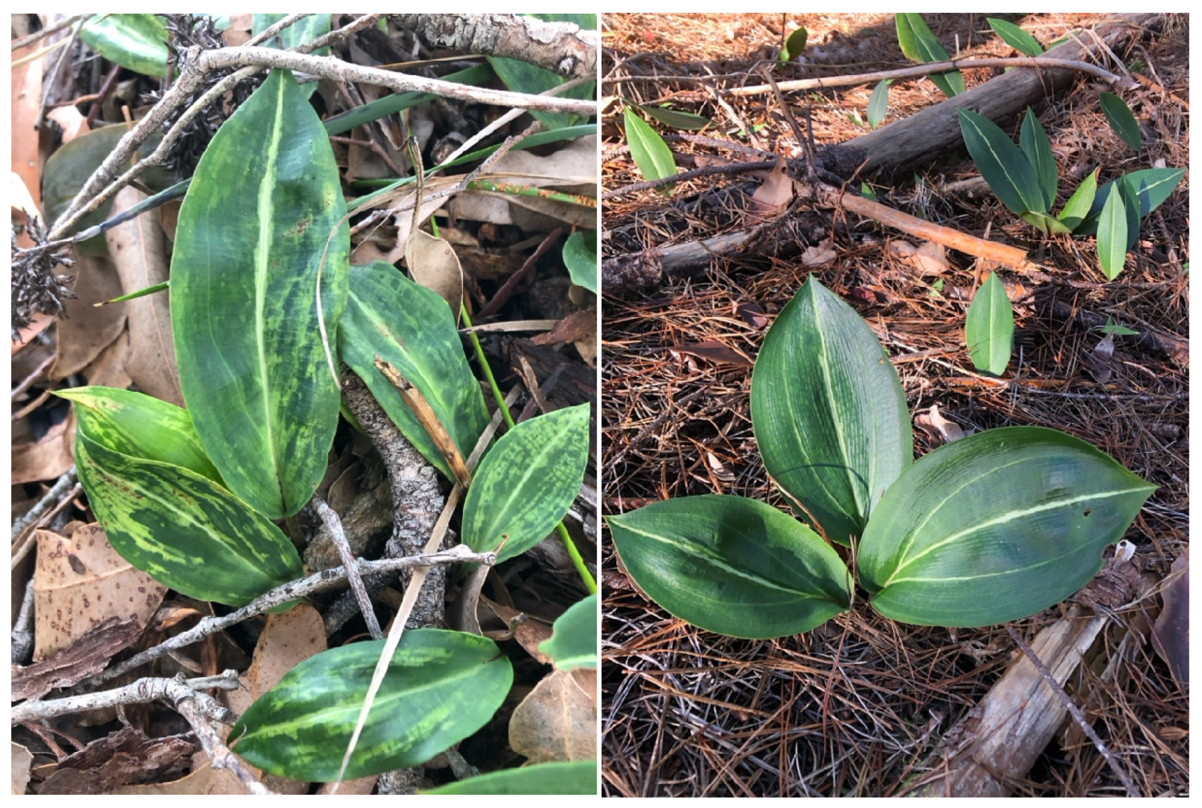 Viruses 17 00108 g001