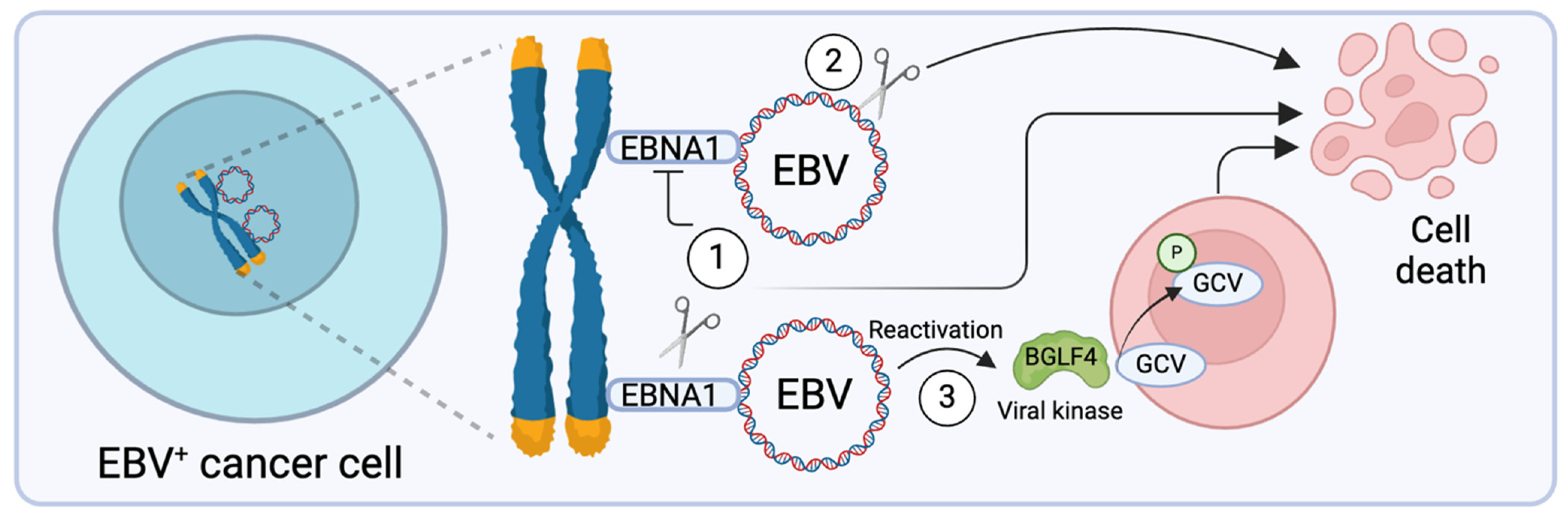 Viruses 17 00110 g001 Viruses 17 00110 g001