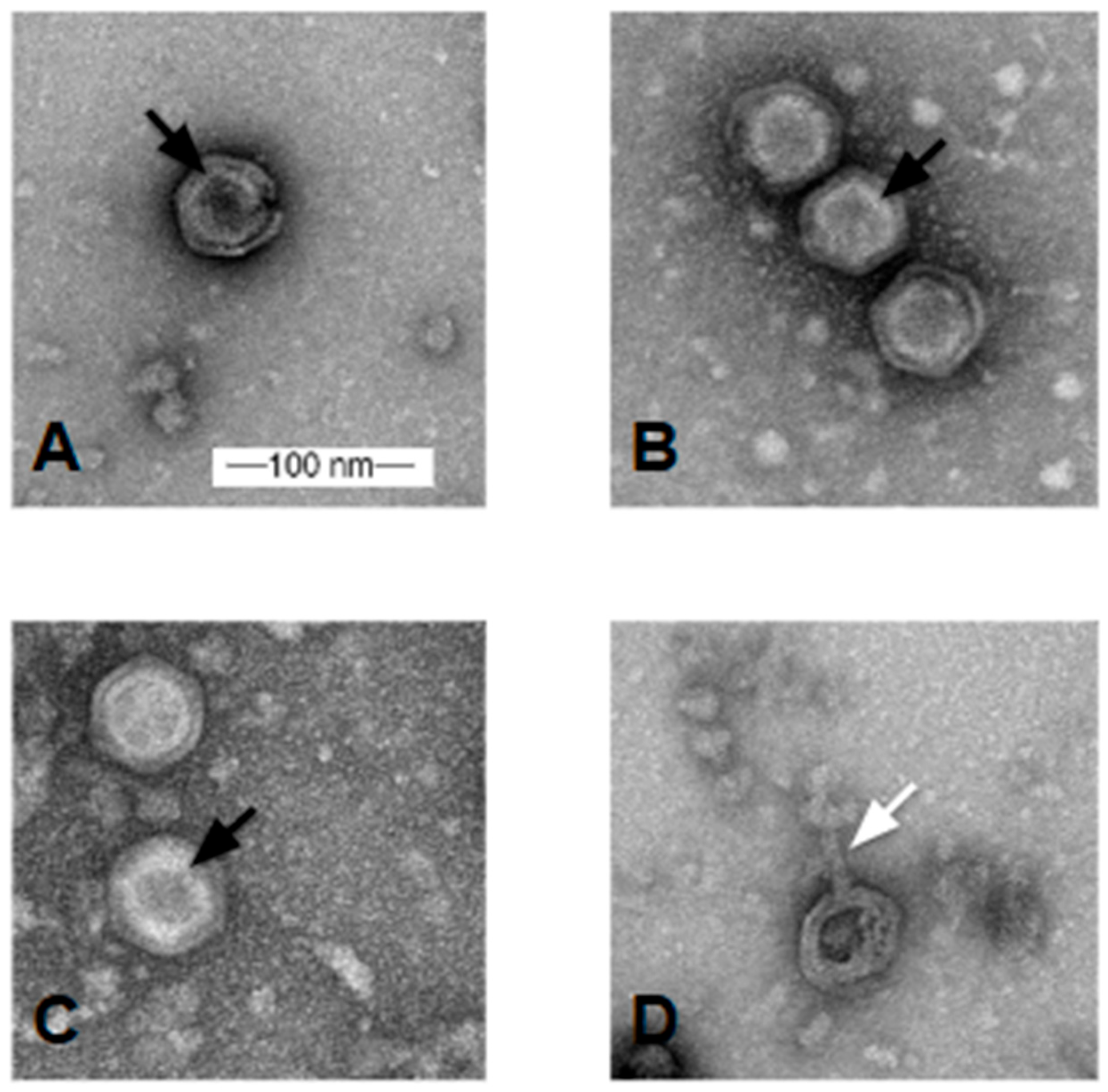 Viruses 17 00113 g003