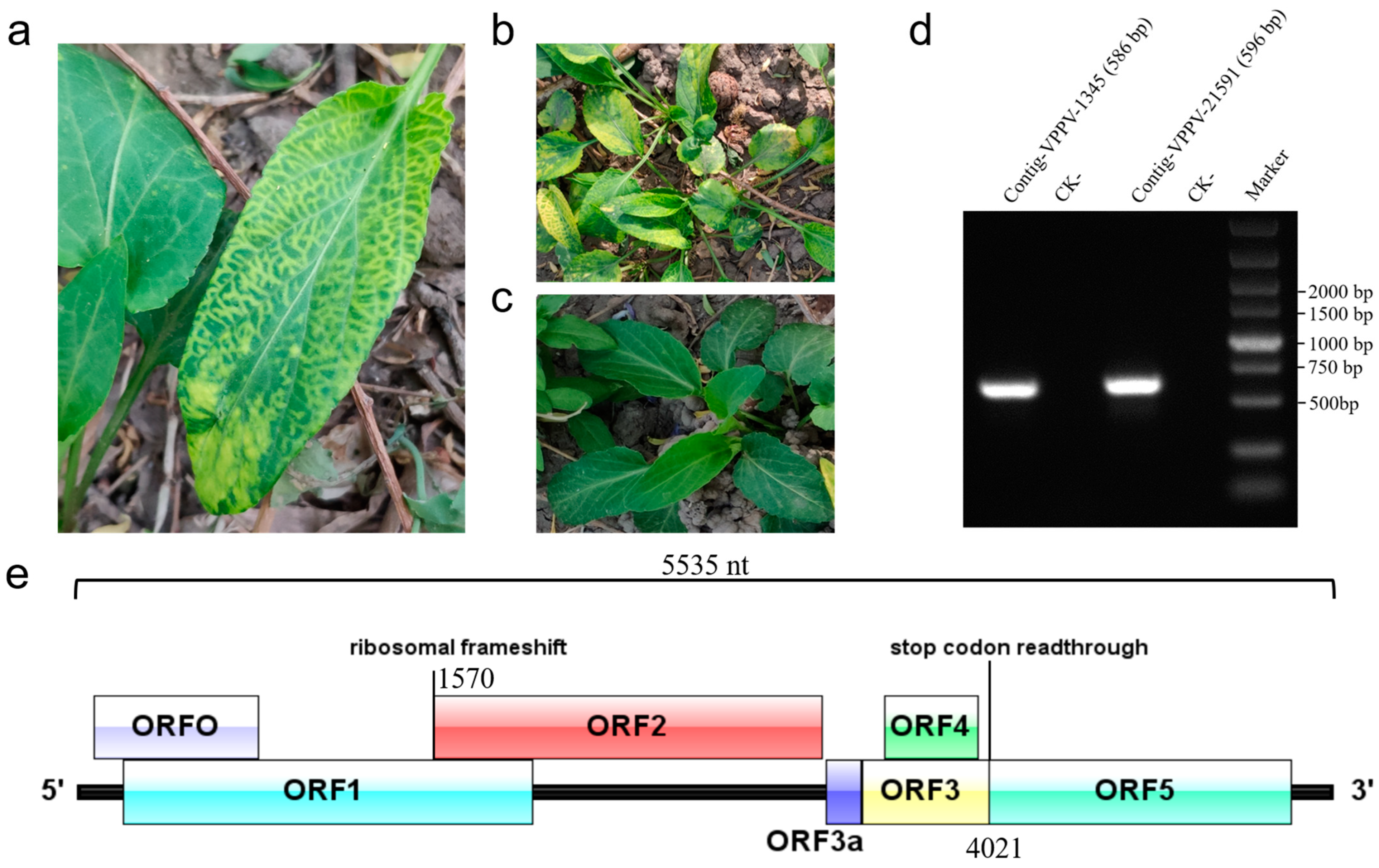Viruses 17 00114 g001