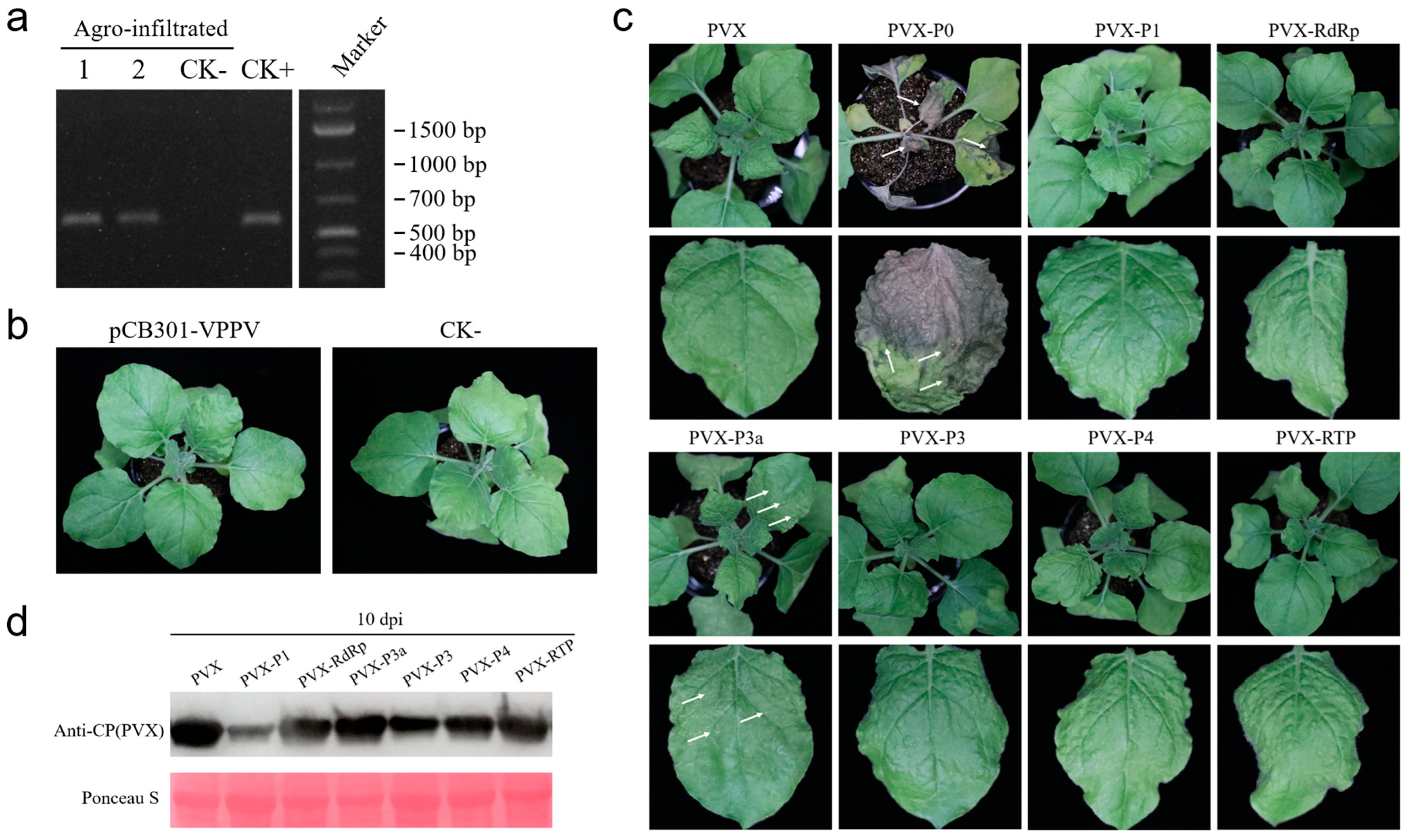 Viruses 17 00114 g003