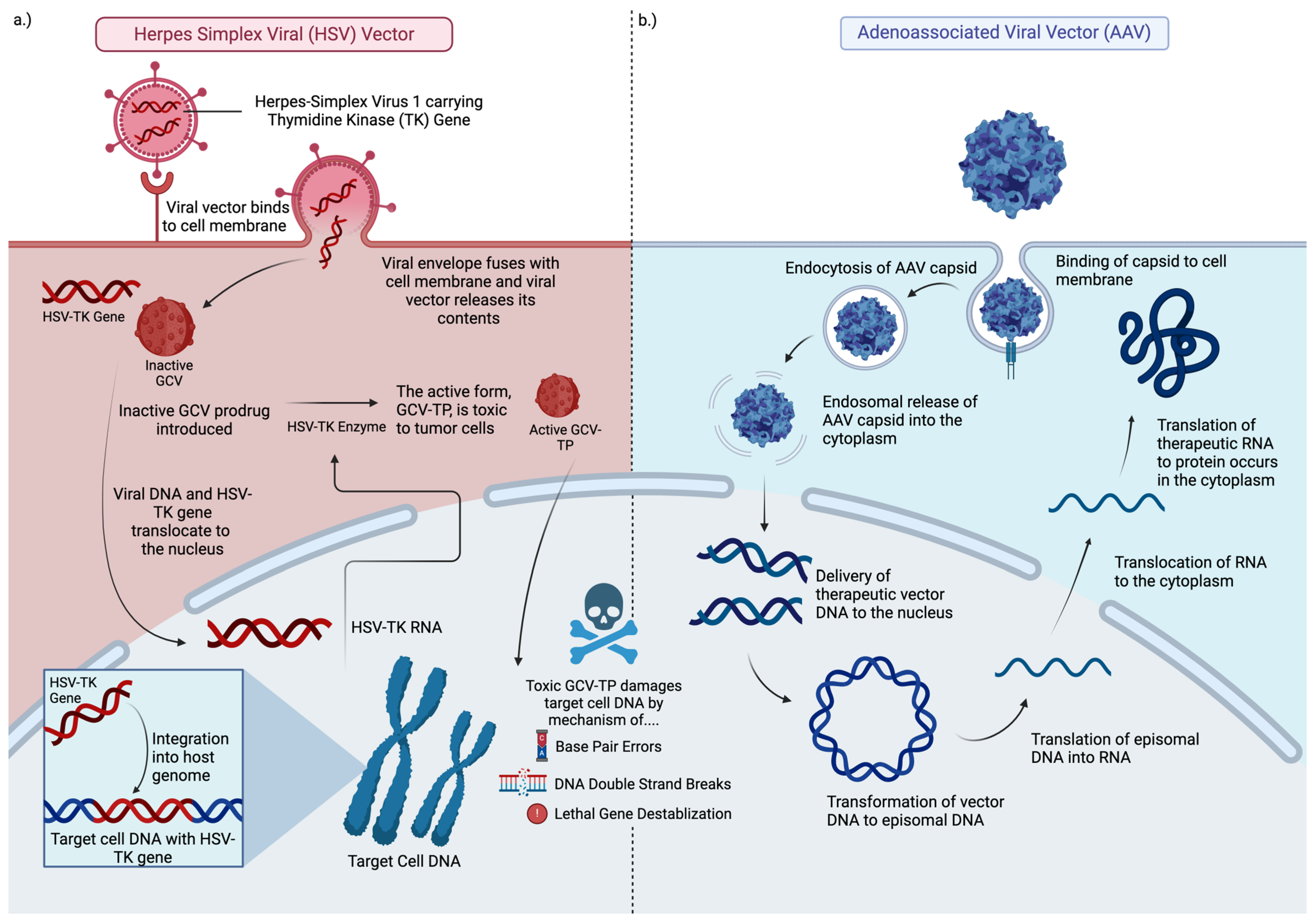 Viruses 17 00118 g002