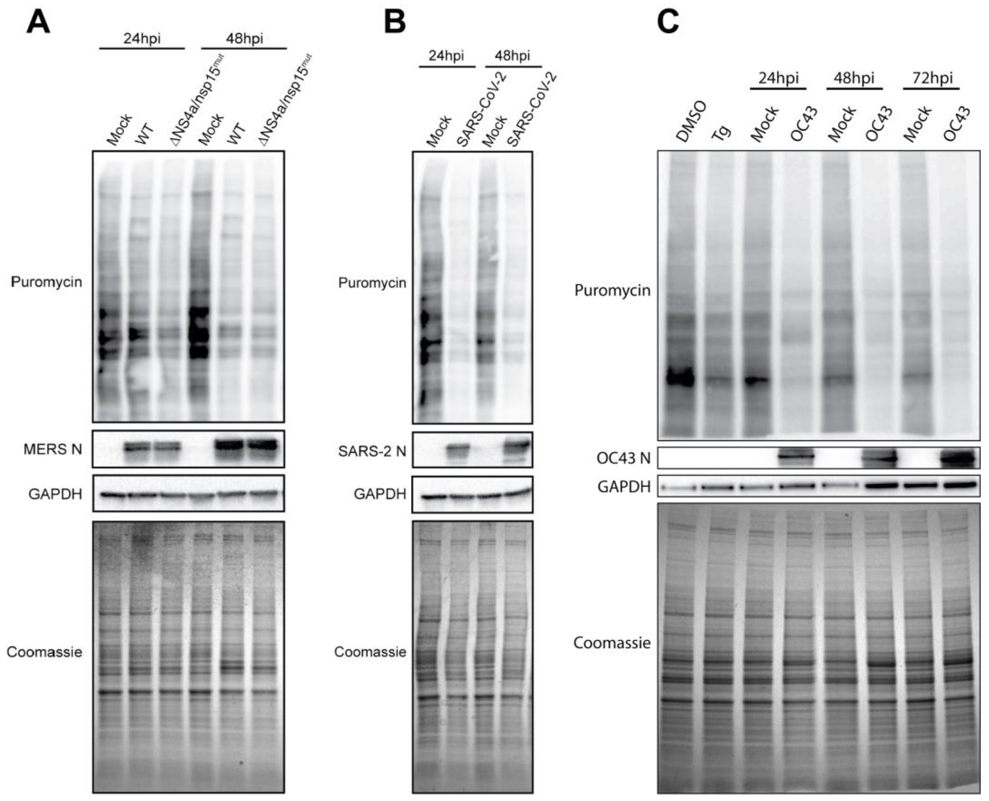 Viruses 17 00120 g004