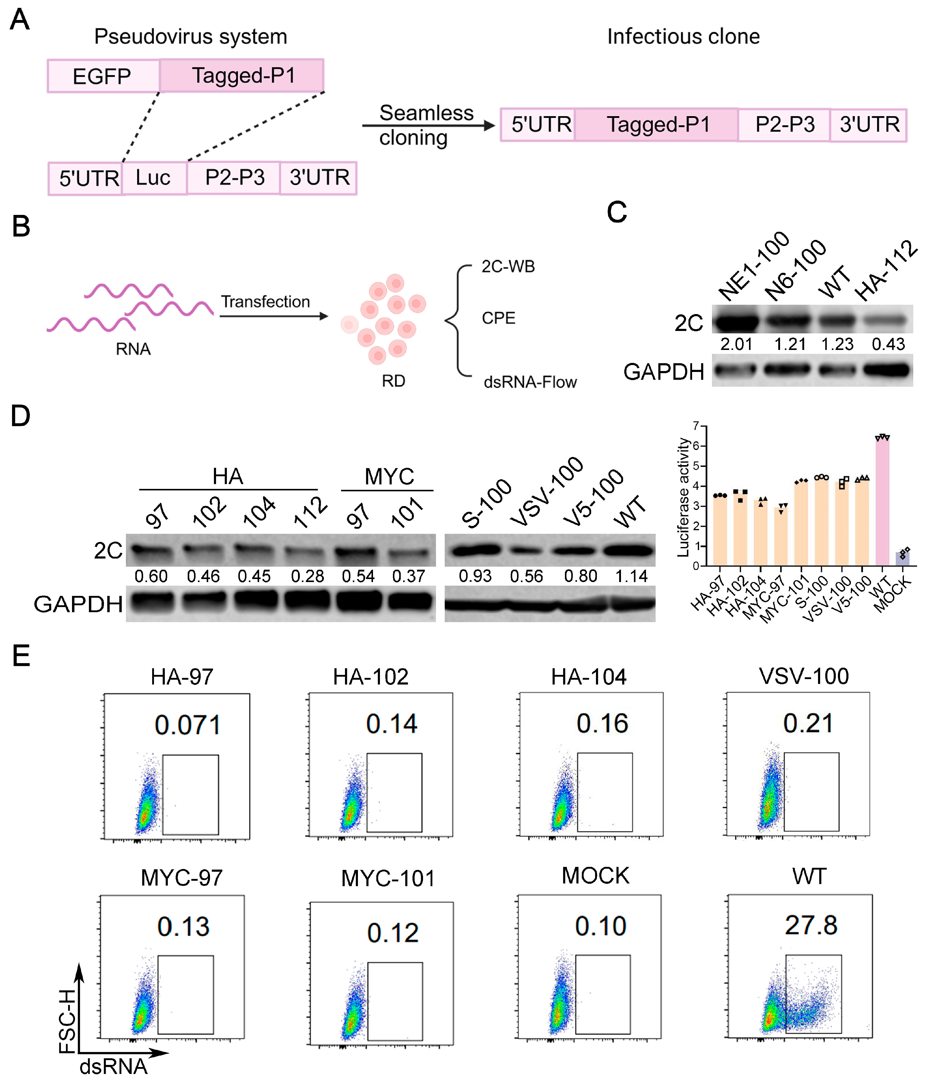 Viruses 17 00128 g002