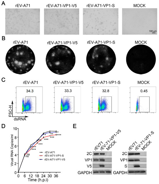 Screening of Insertion Sites and Tags on EV-A71 VP1 Protein for