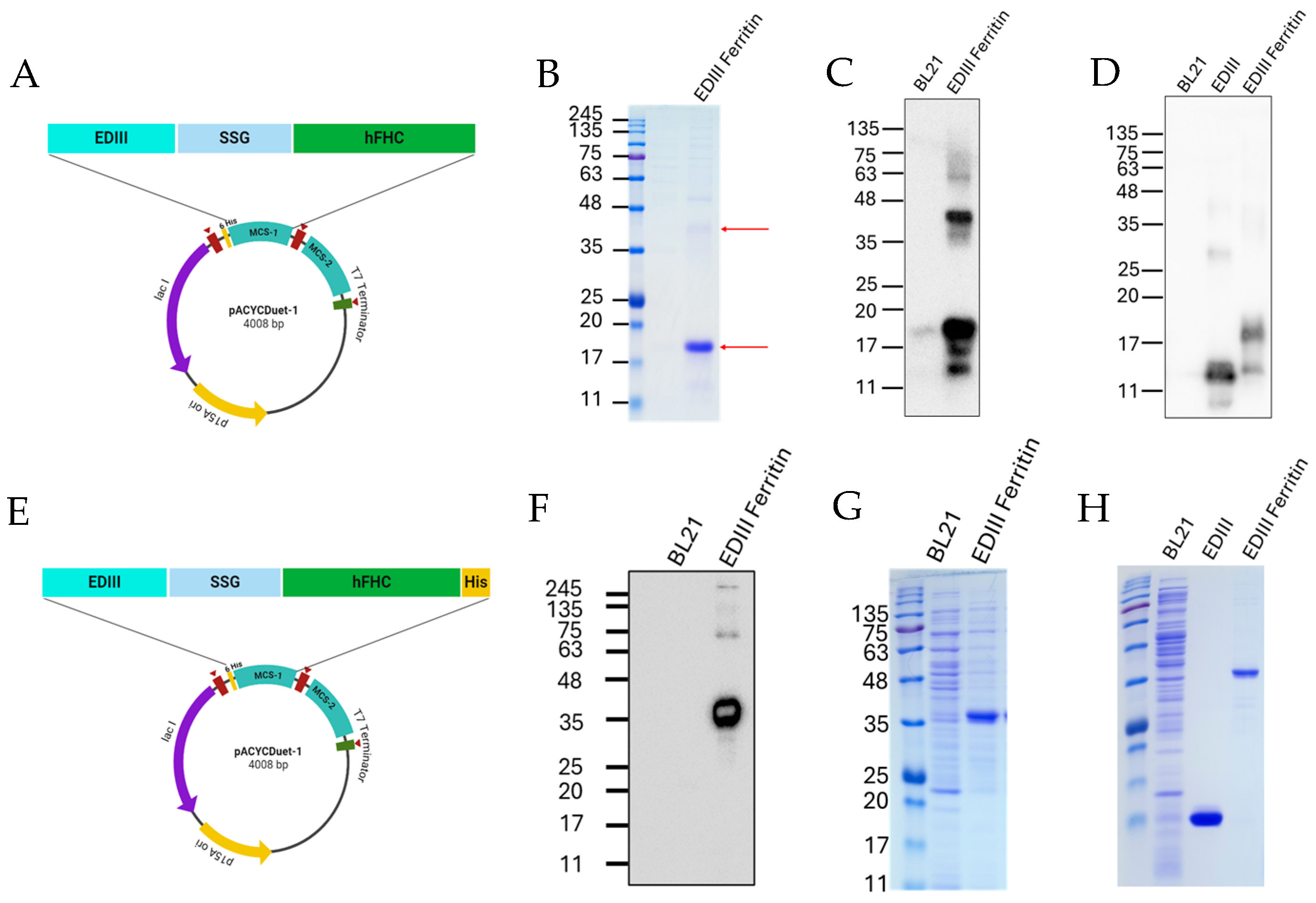 Viruses 17 00129 g003