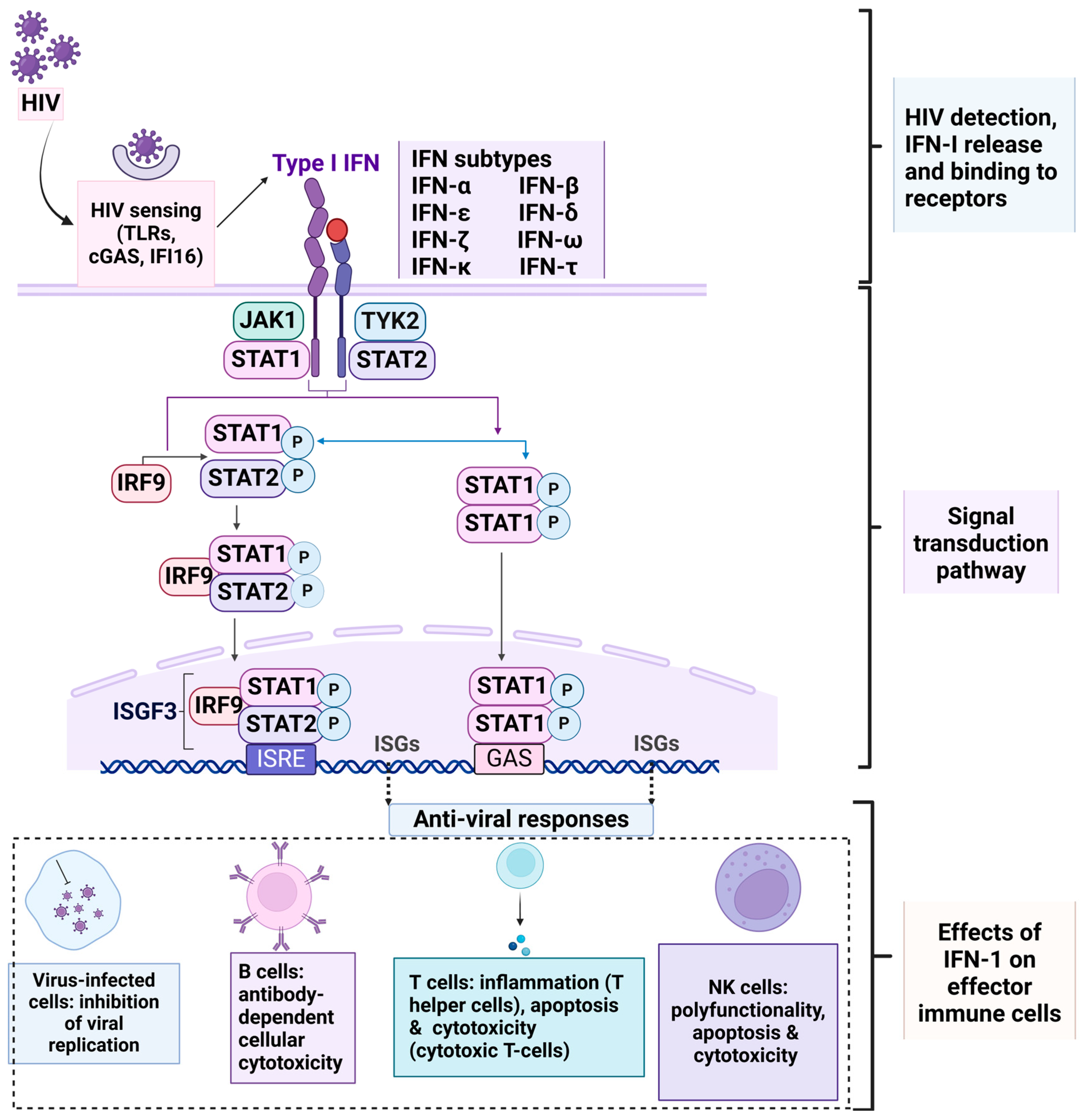 Viruses 17 00139 g001
