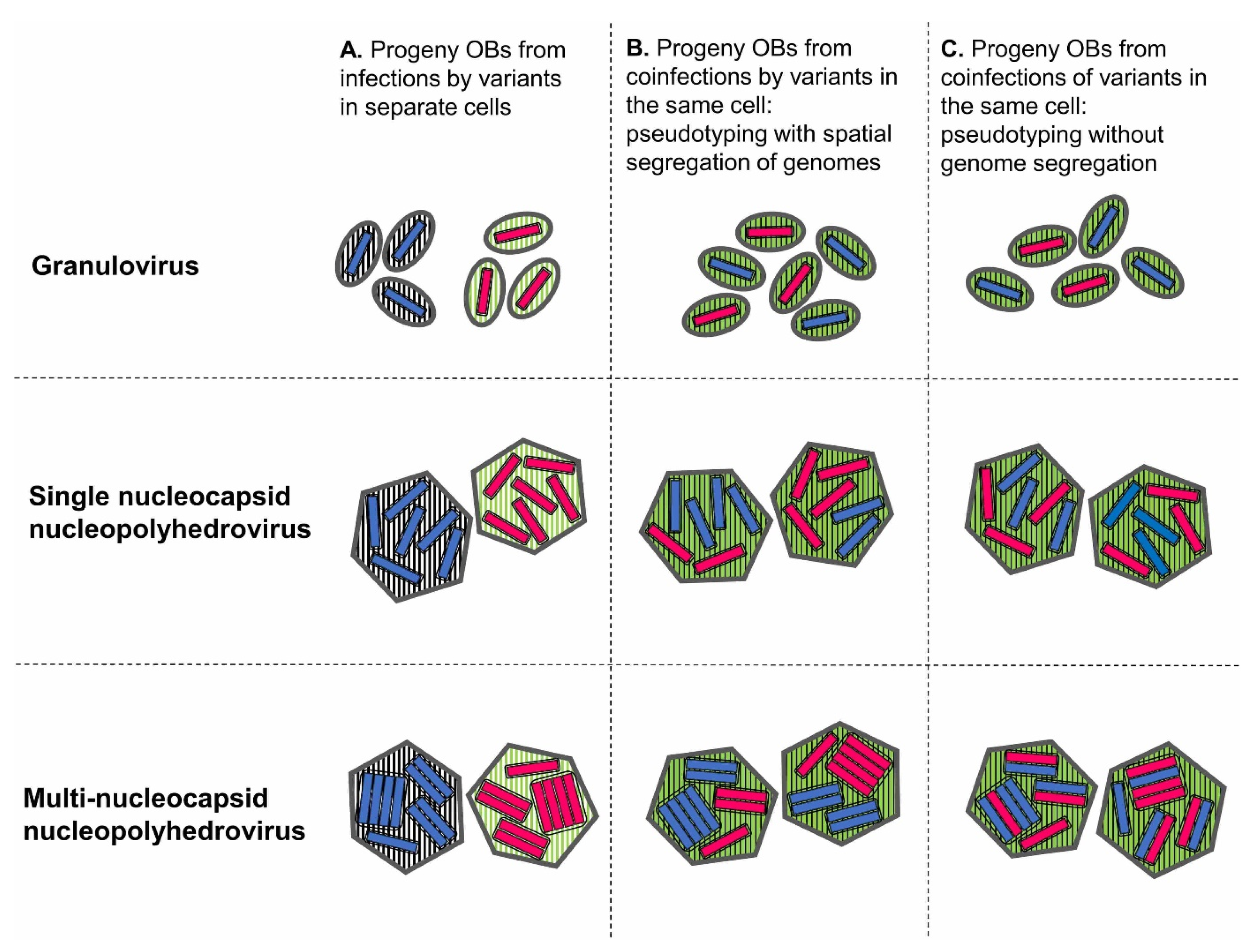 Viruses 17 00142 g001