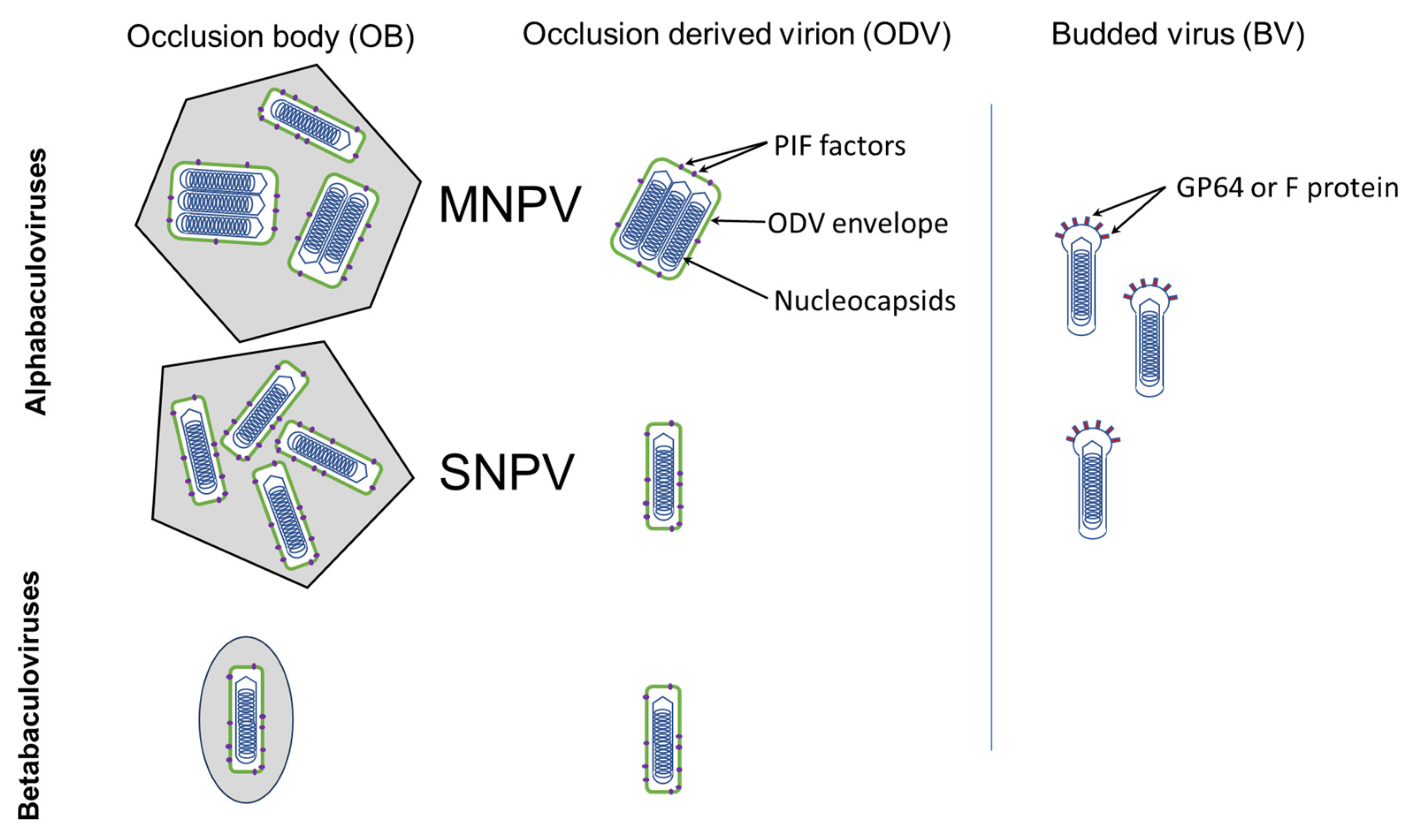 Viruses 17 00142 g002