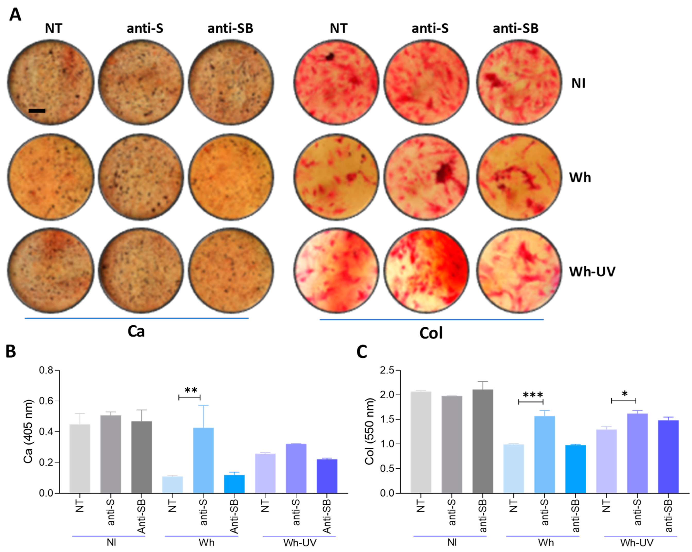 Viruses 17 00143 g007 Viruses 17 00143 g007