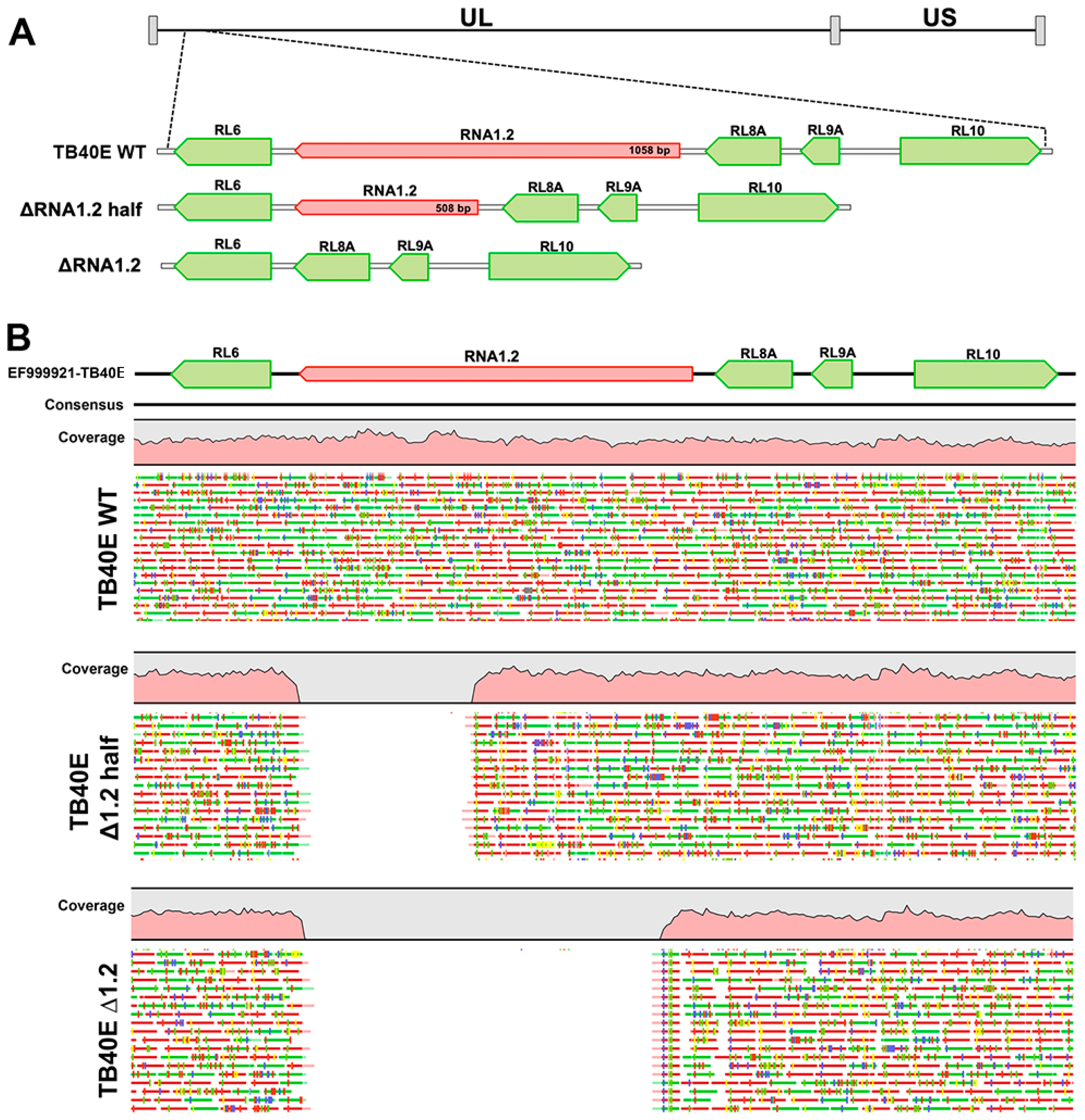 Viruses 17 00149 g001