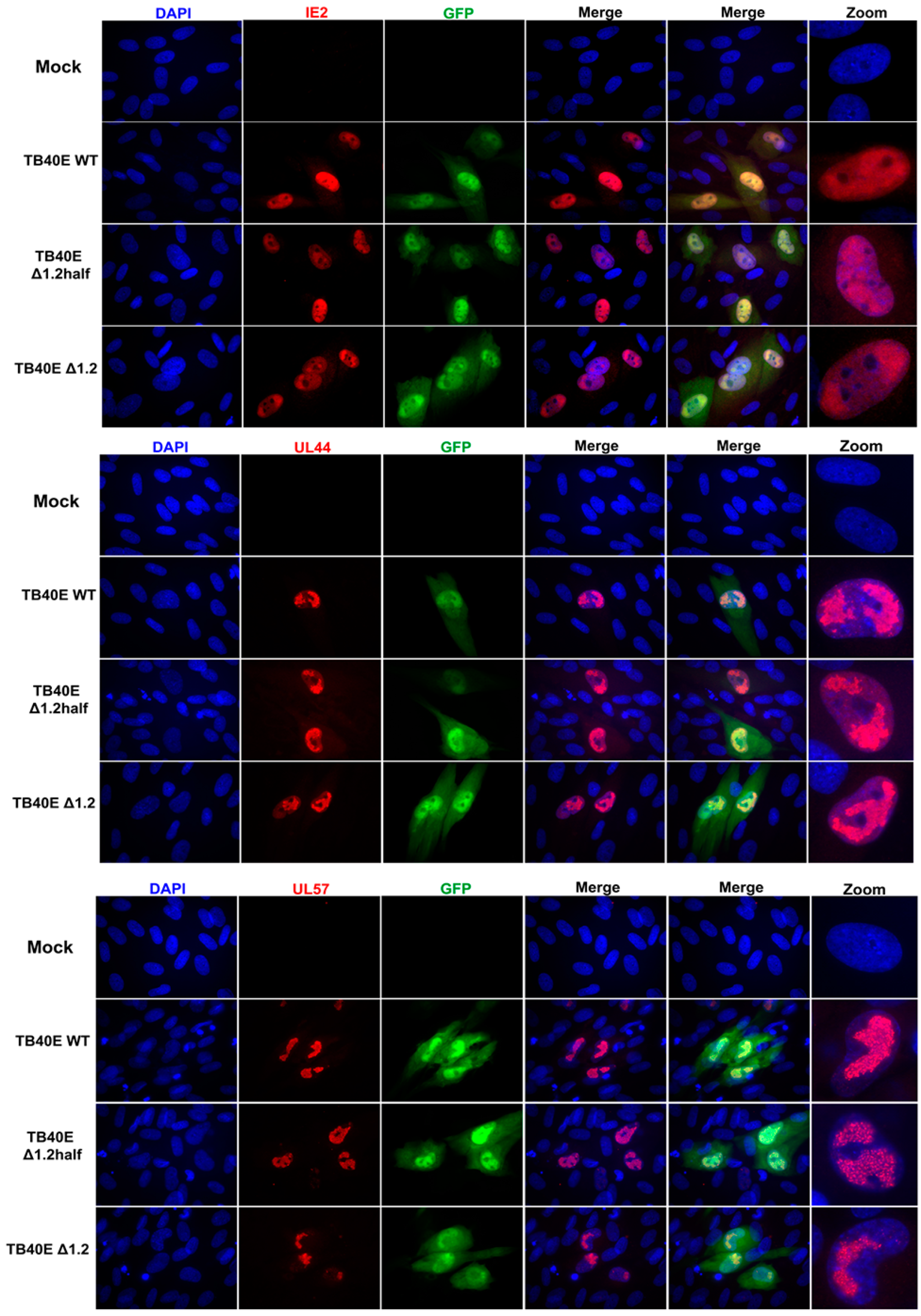 Viruses 17 00149 g003a