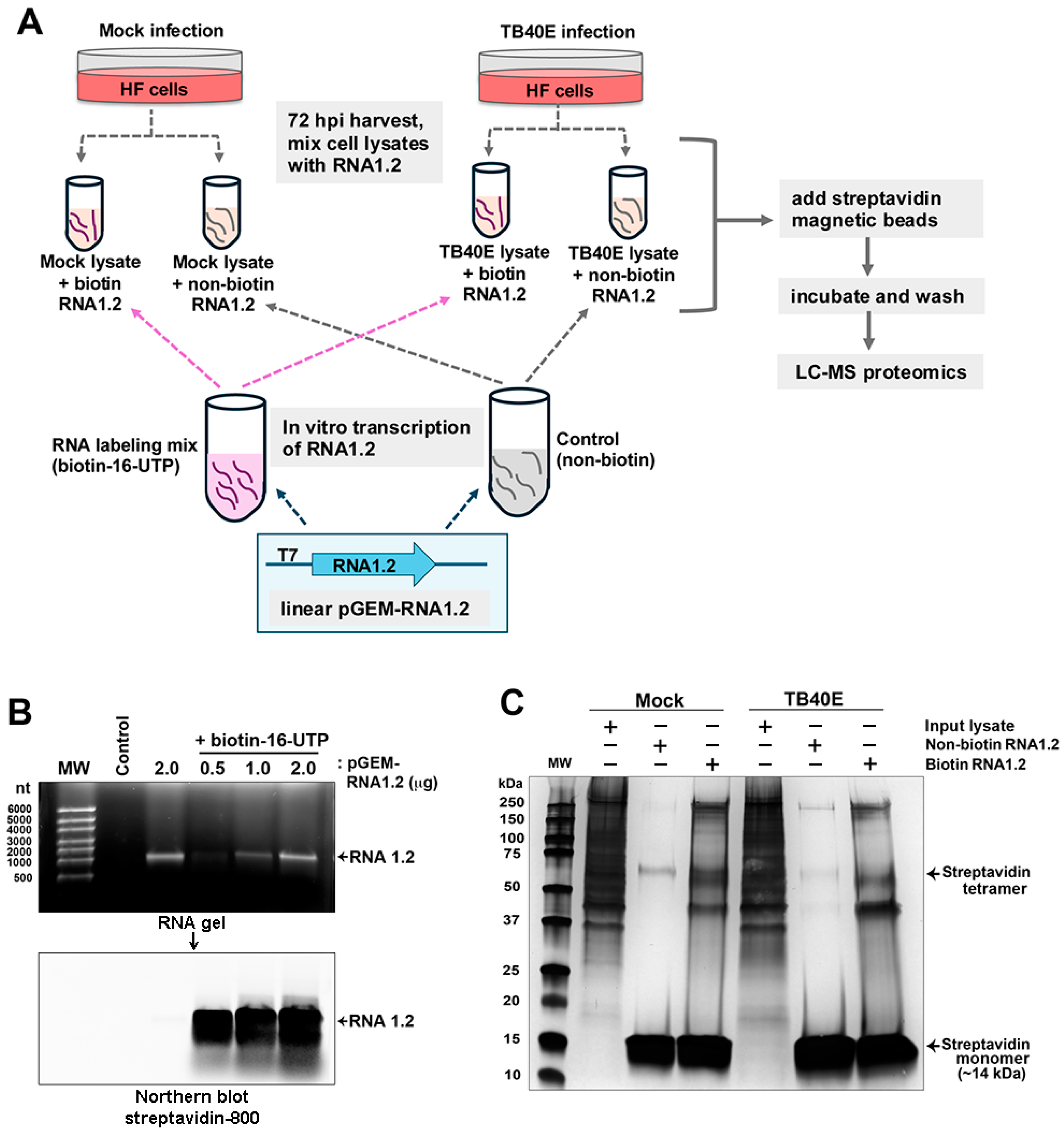 Viruses 17 00149 g005