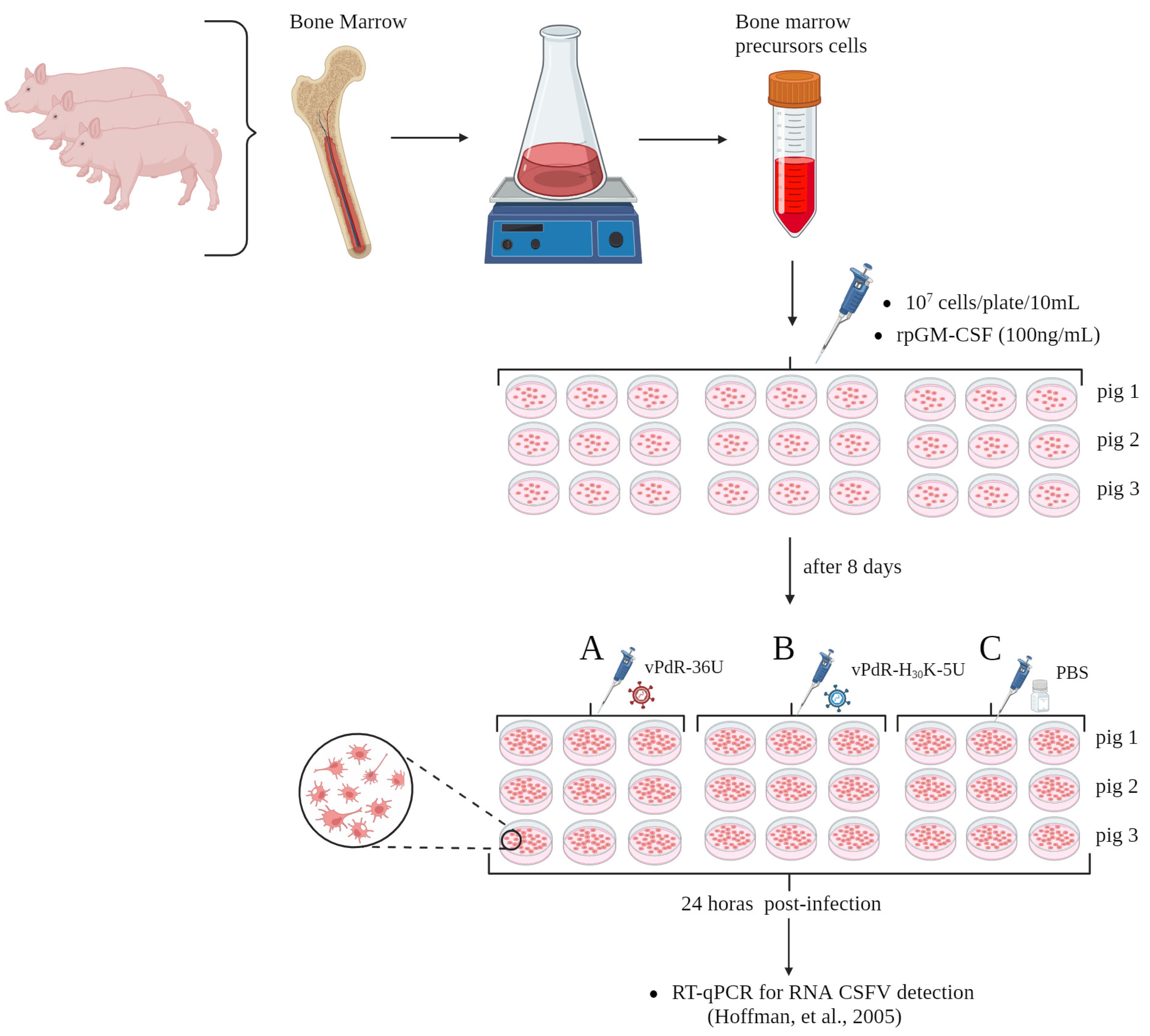 Viruses 17 00160 g001