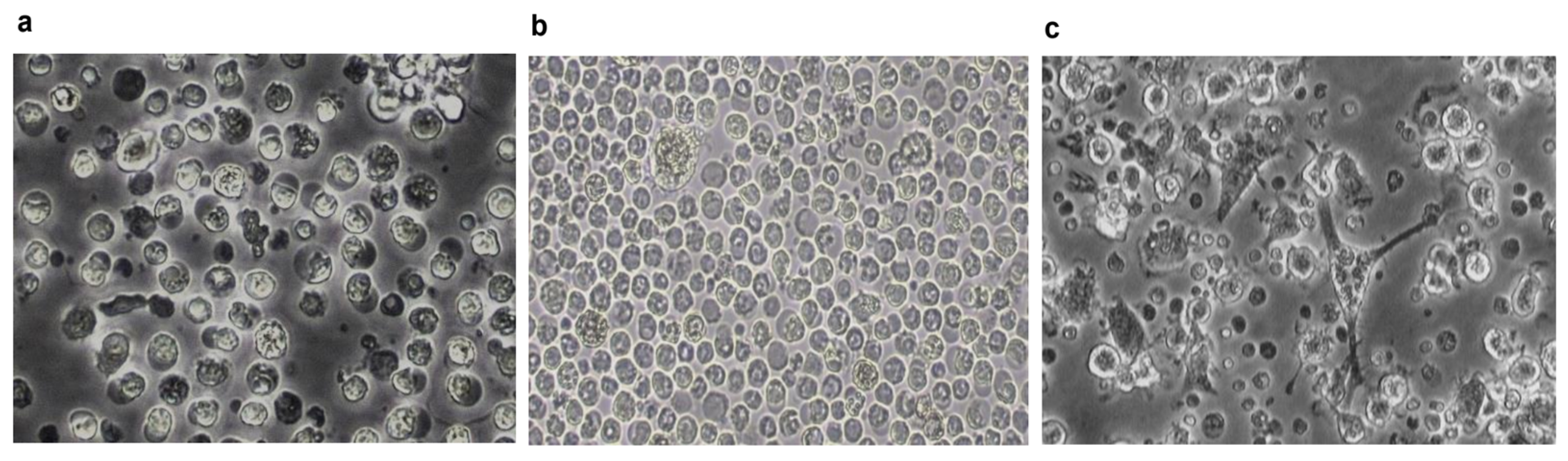 Viruses 17 00160 g002