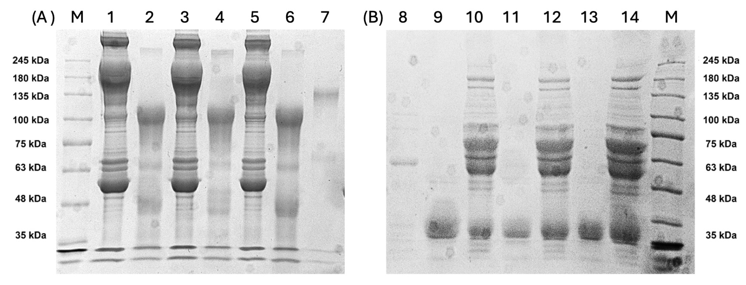 Viruses 17 00165 g003