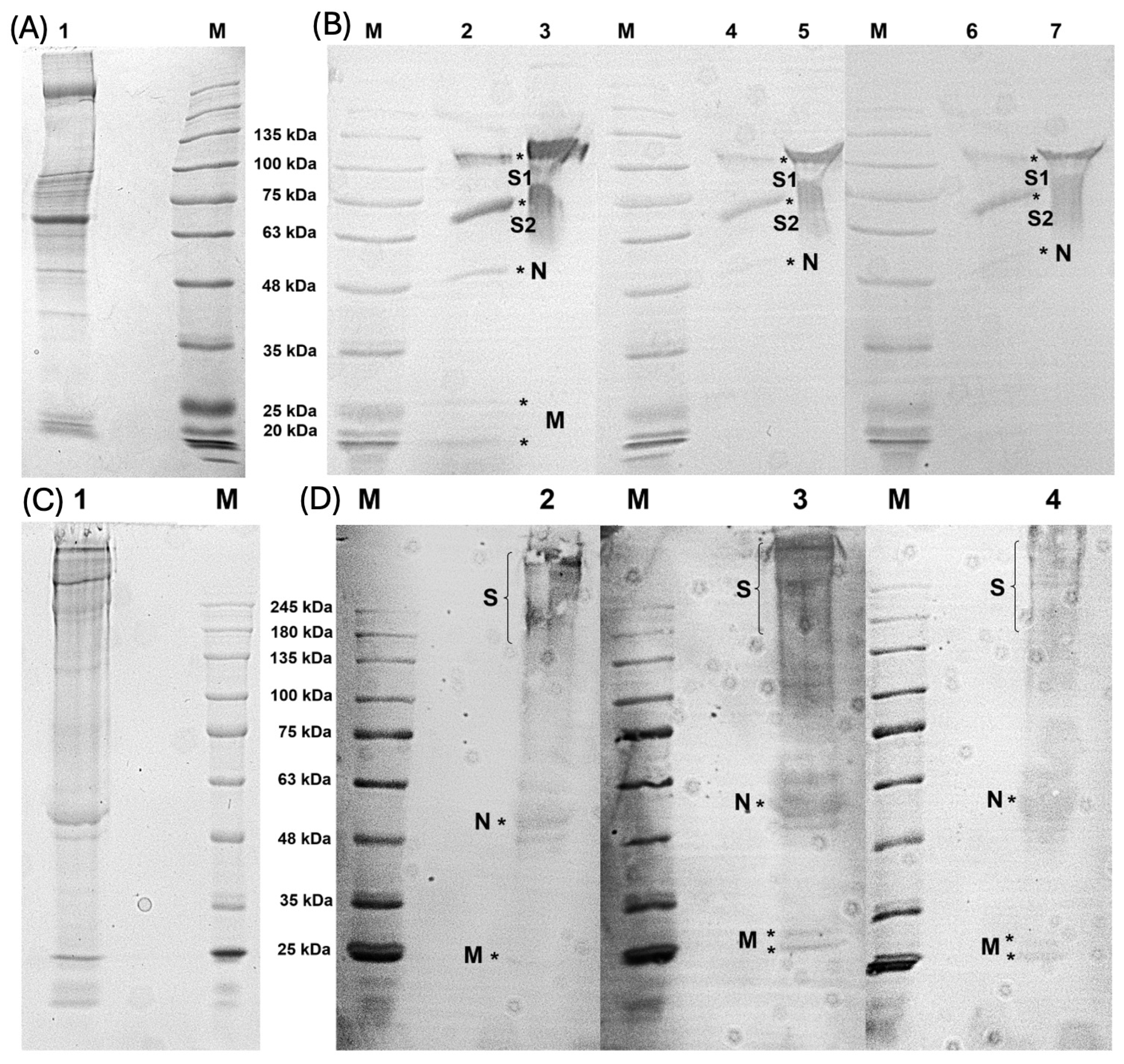 Viruses 17 00165 g005