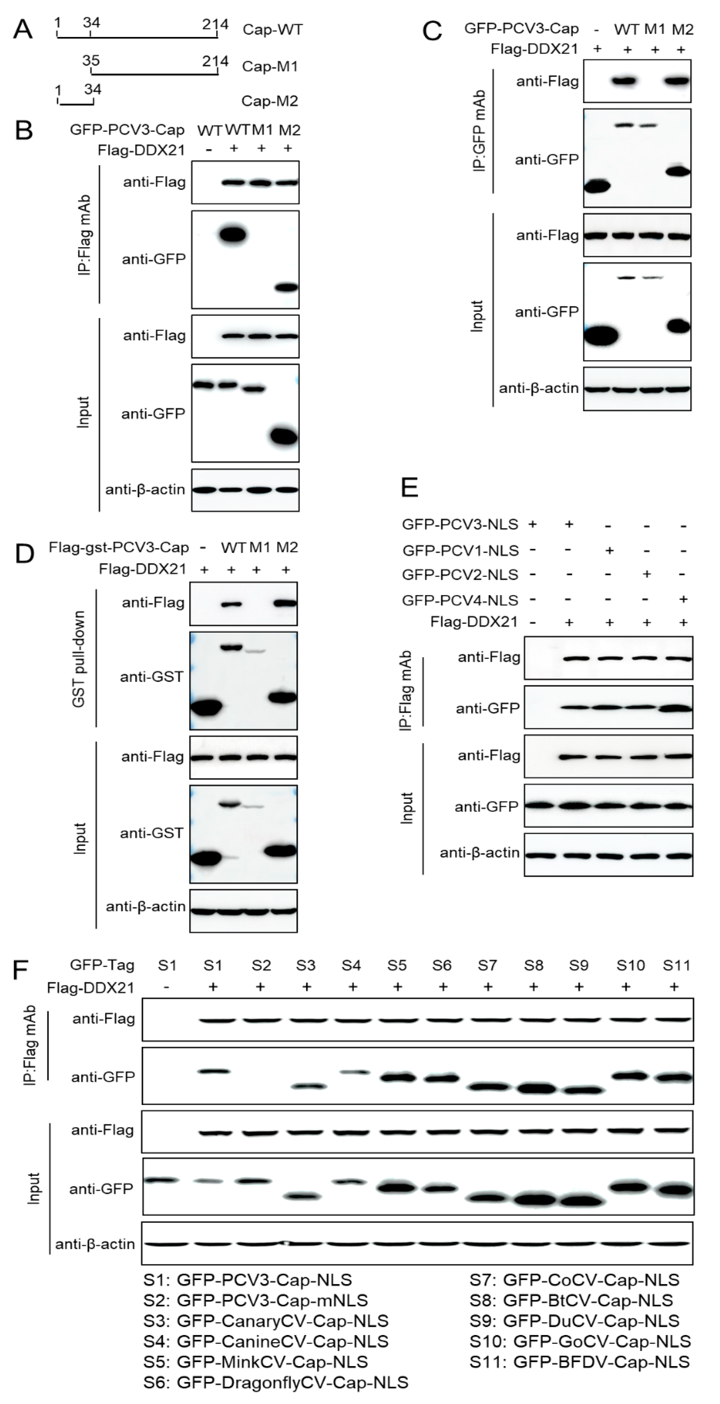 Viruses 17 00166 g004