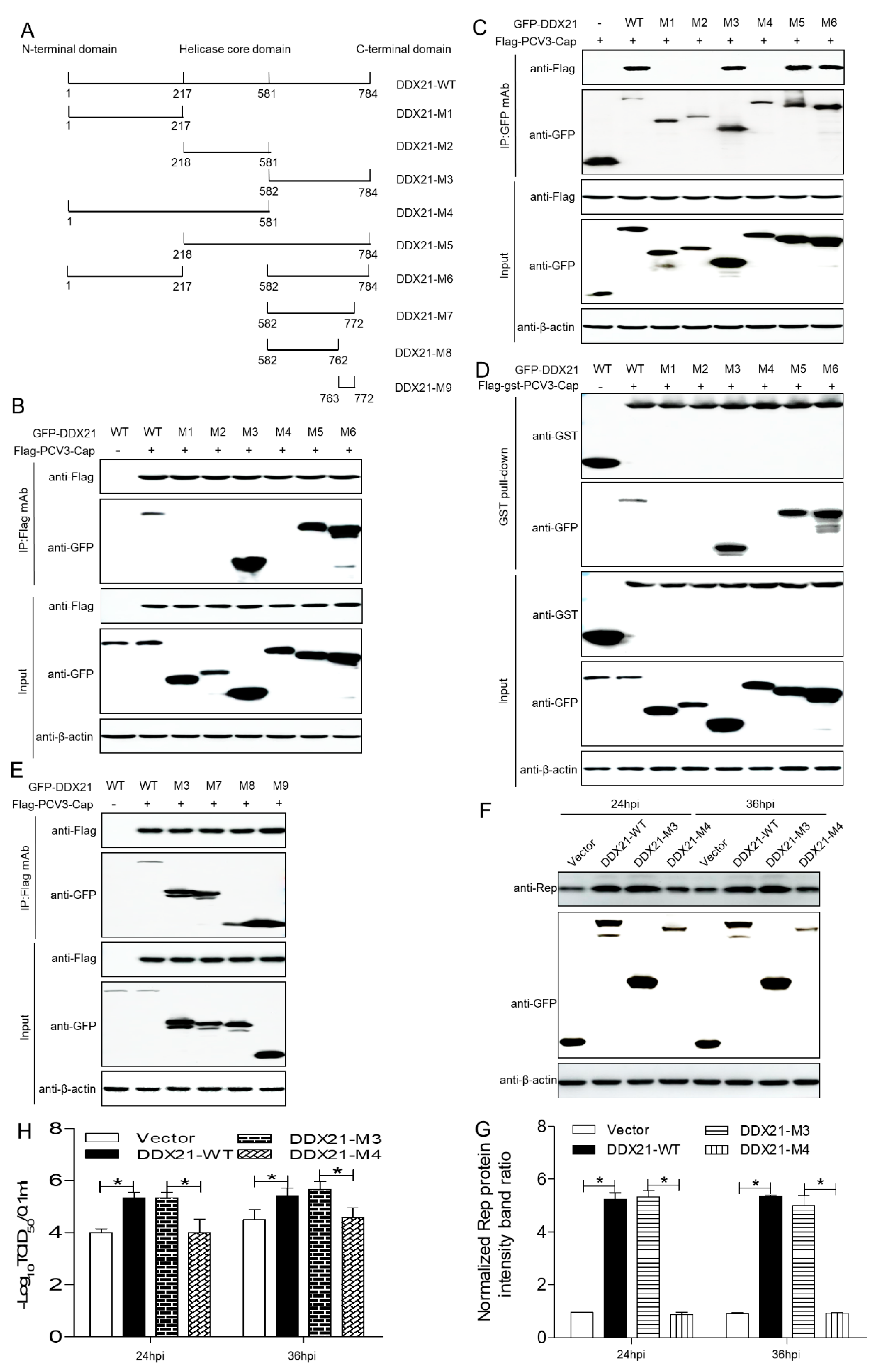 Viruses 17 00166 g005