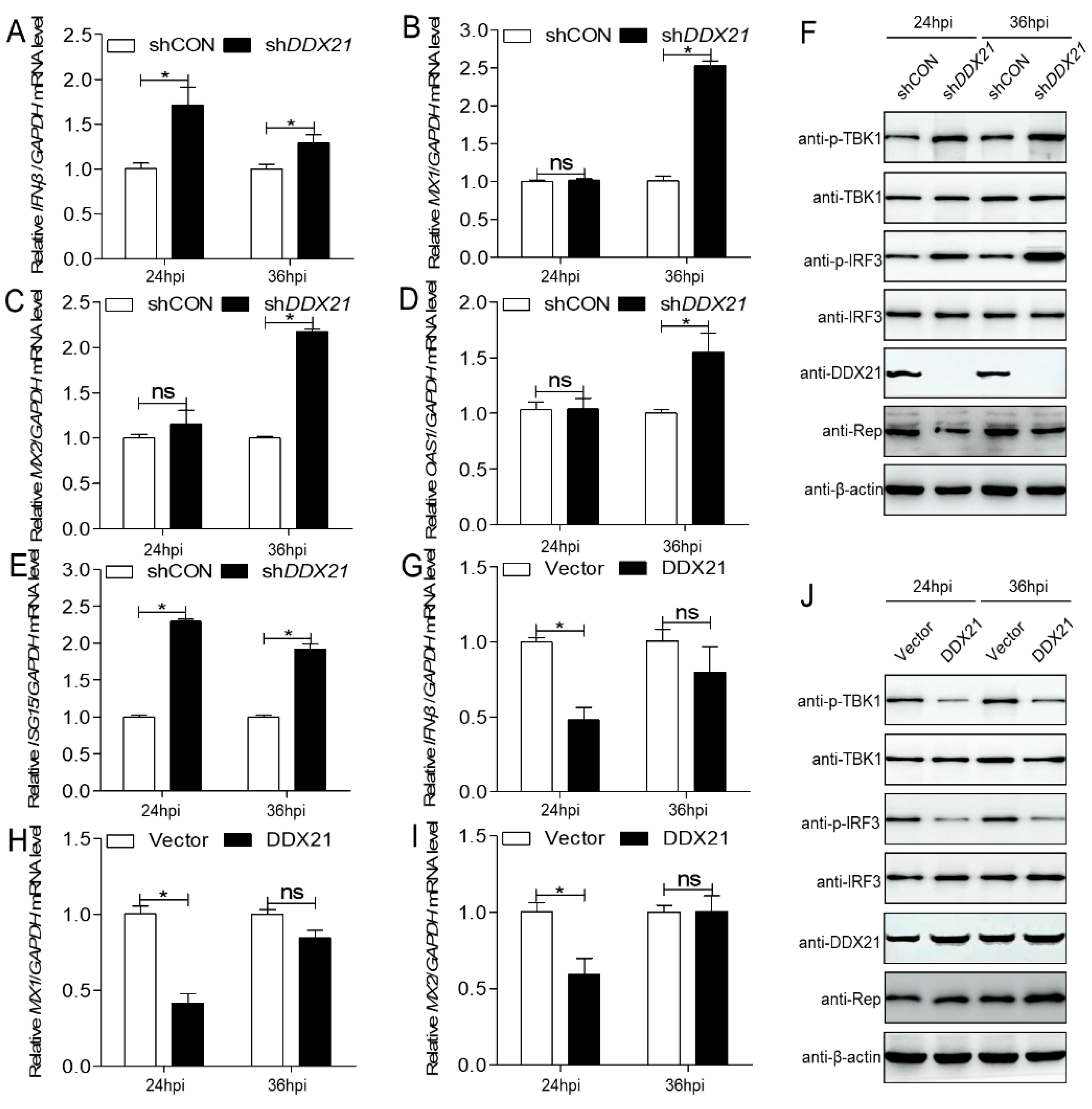 Viruses 17 00166 g006