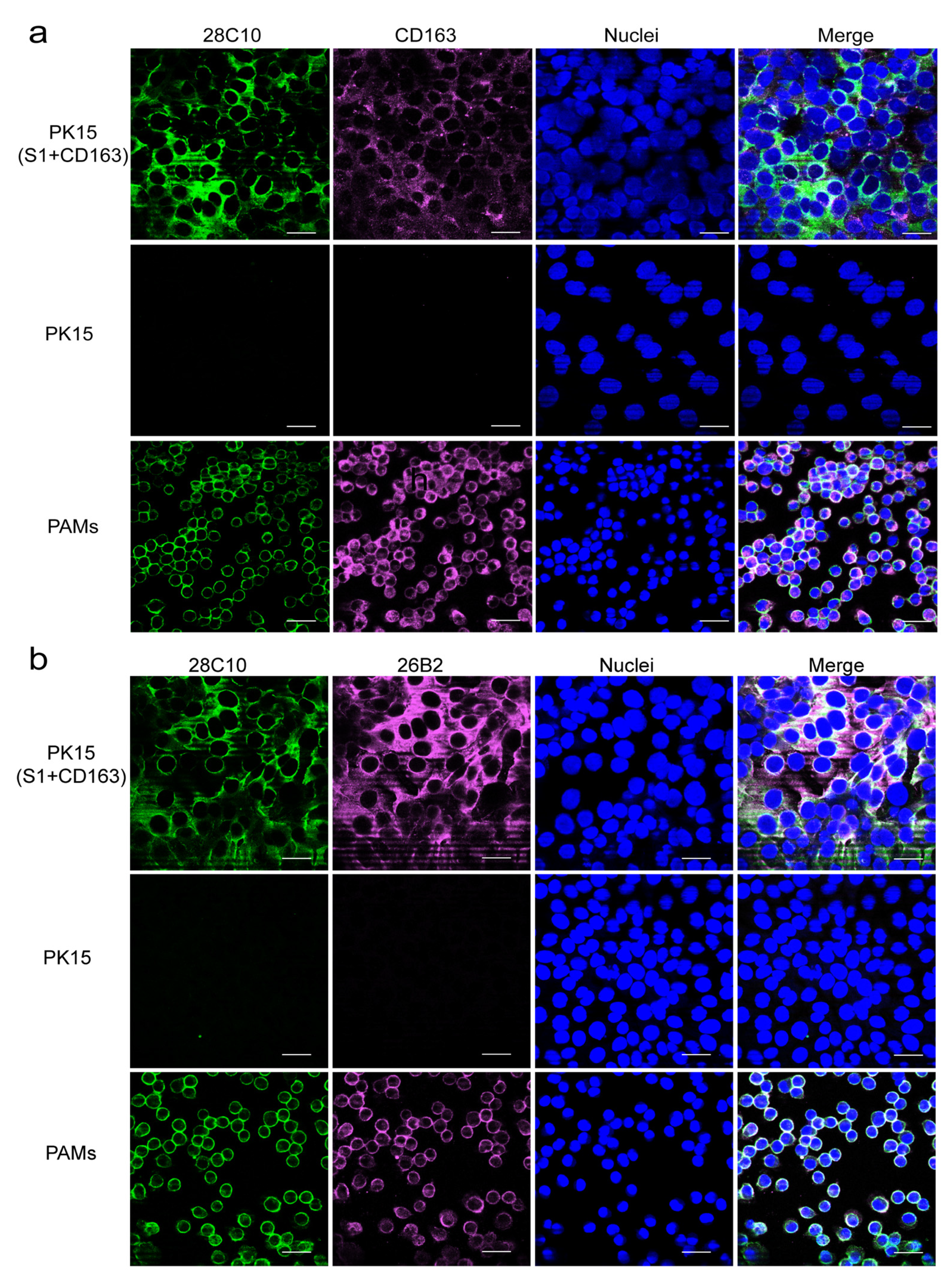 Viruses 17 00167 g007
