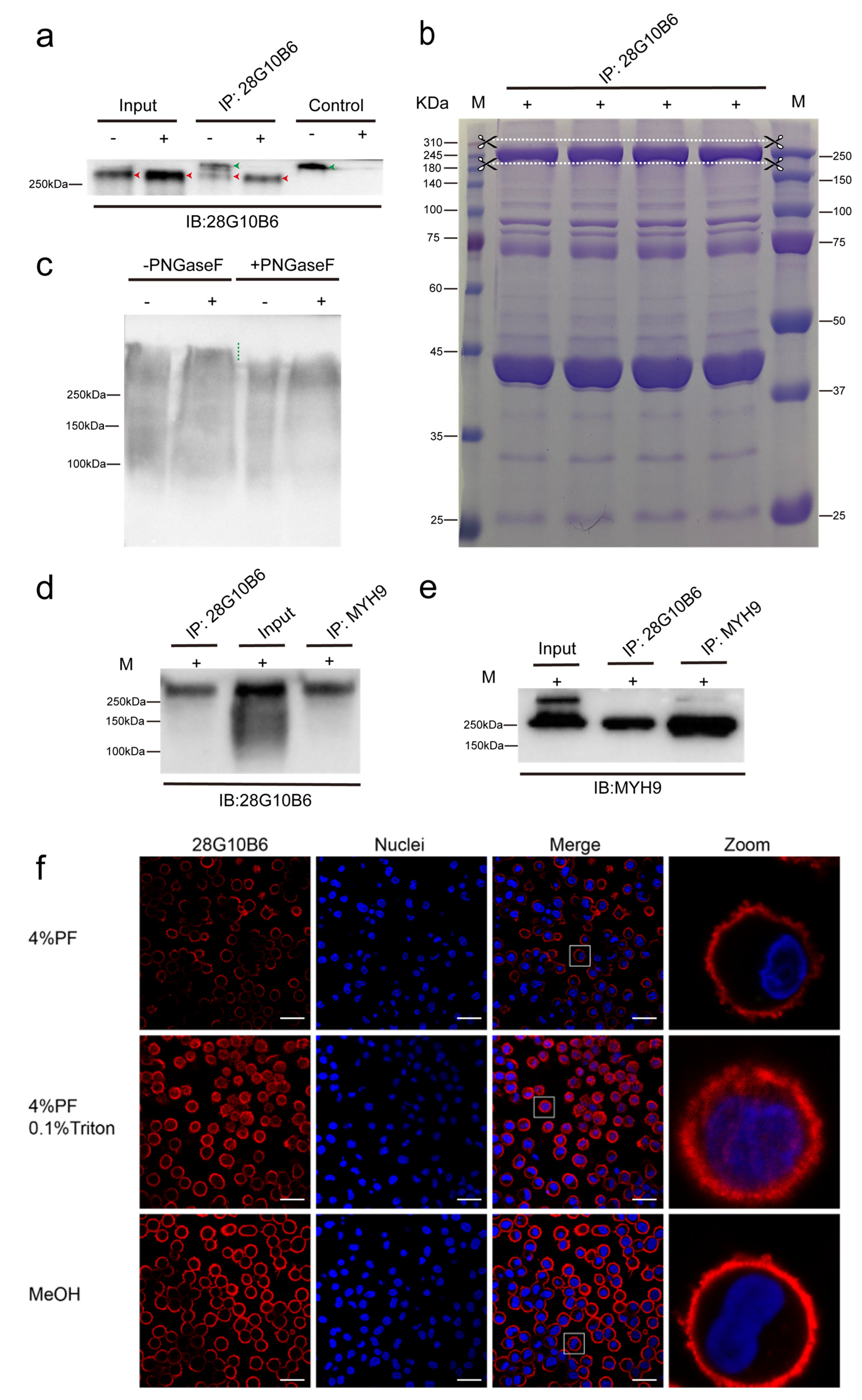 Viruses 17 00167 g008