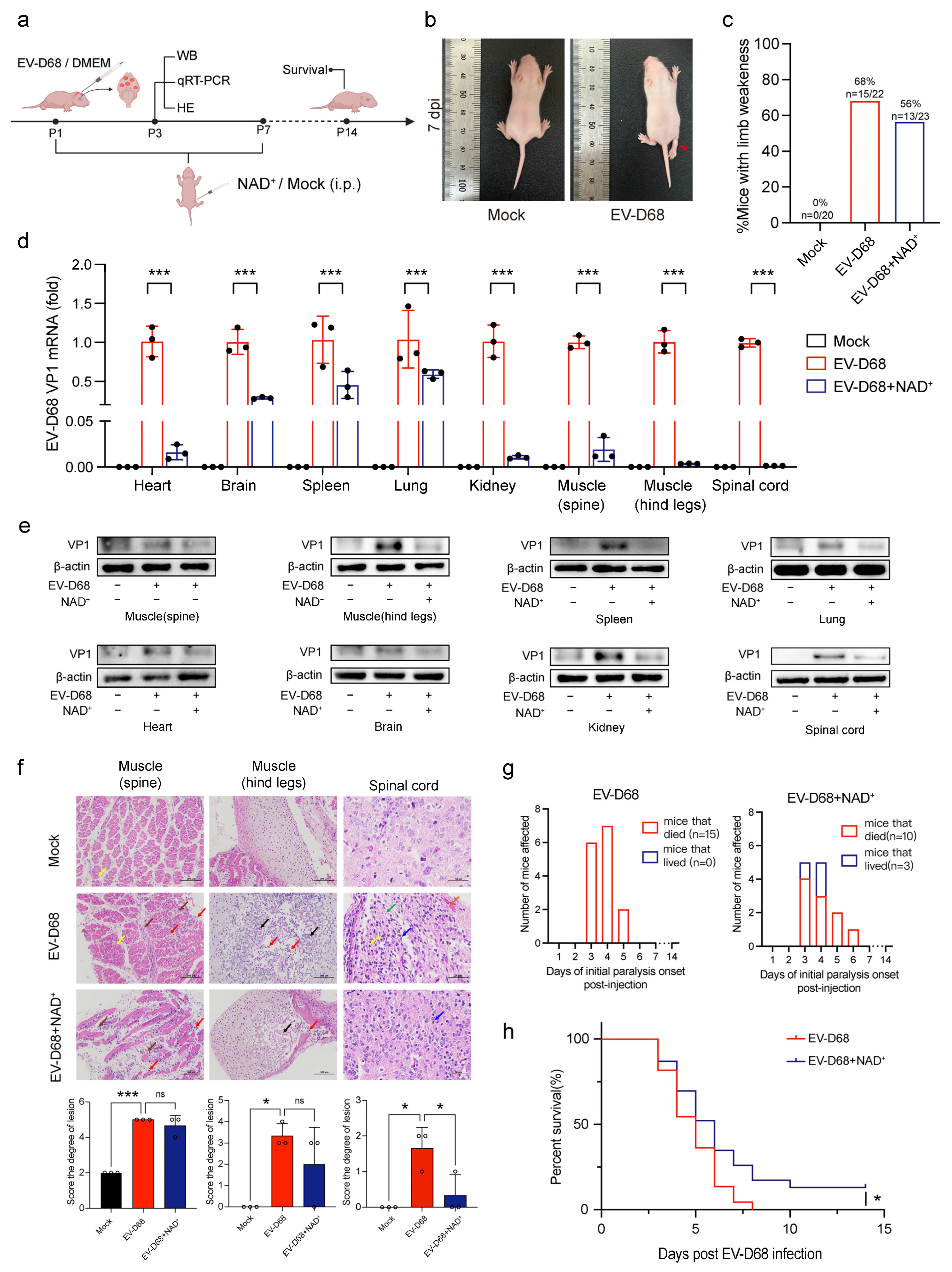 Viruses 17 00175 g003