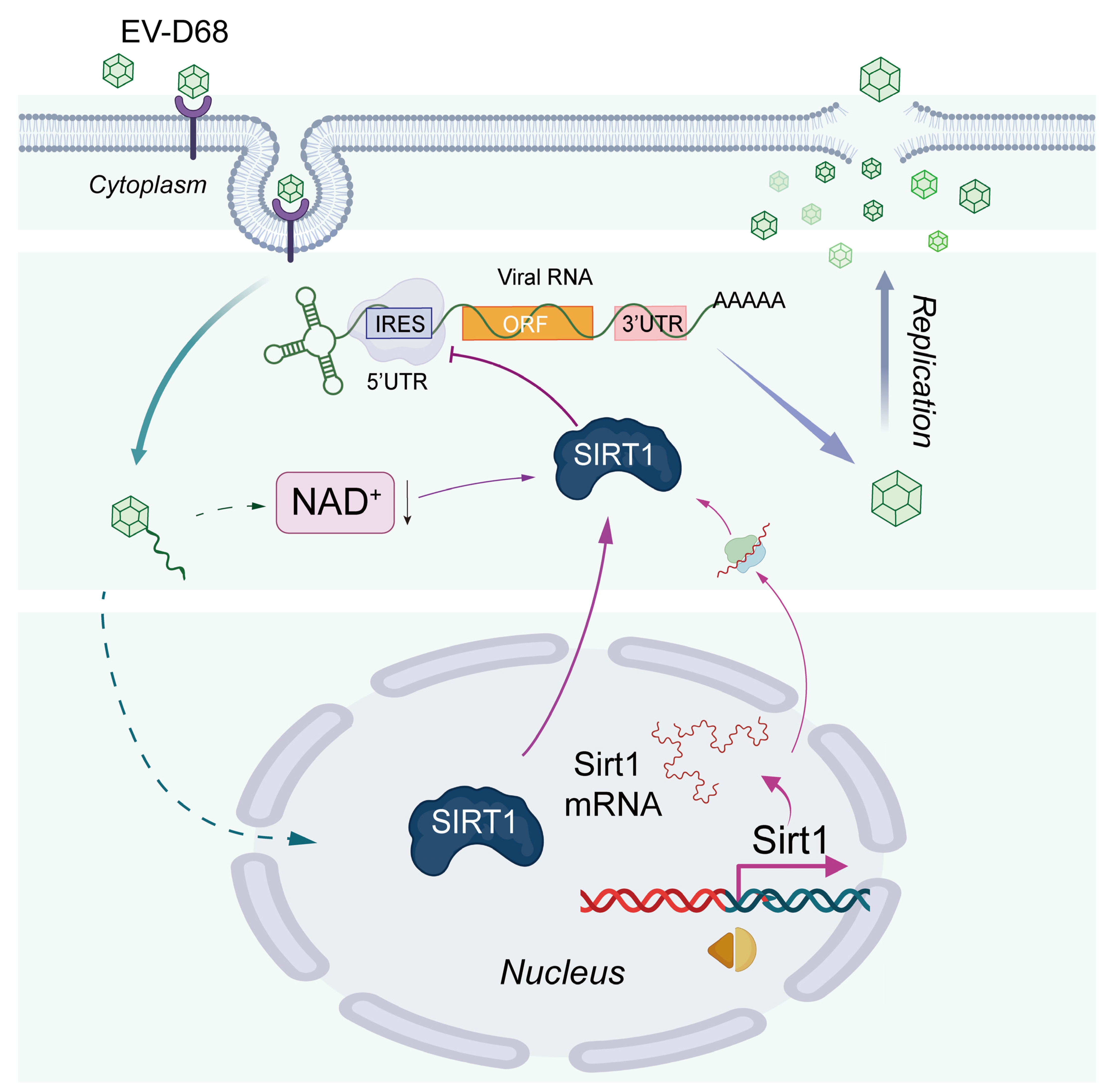 Viruses 17 00175 g007