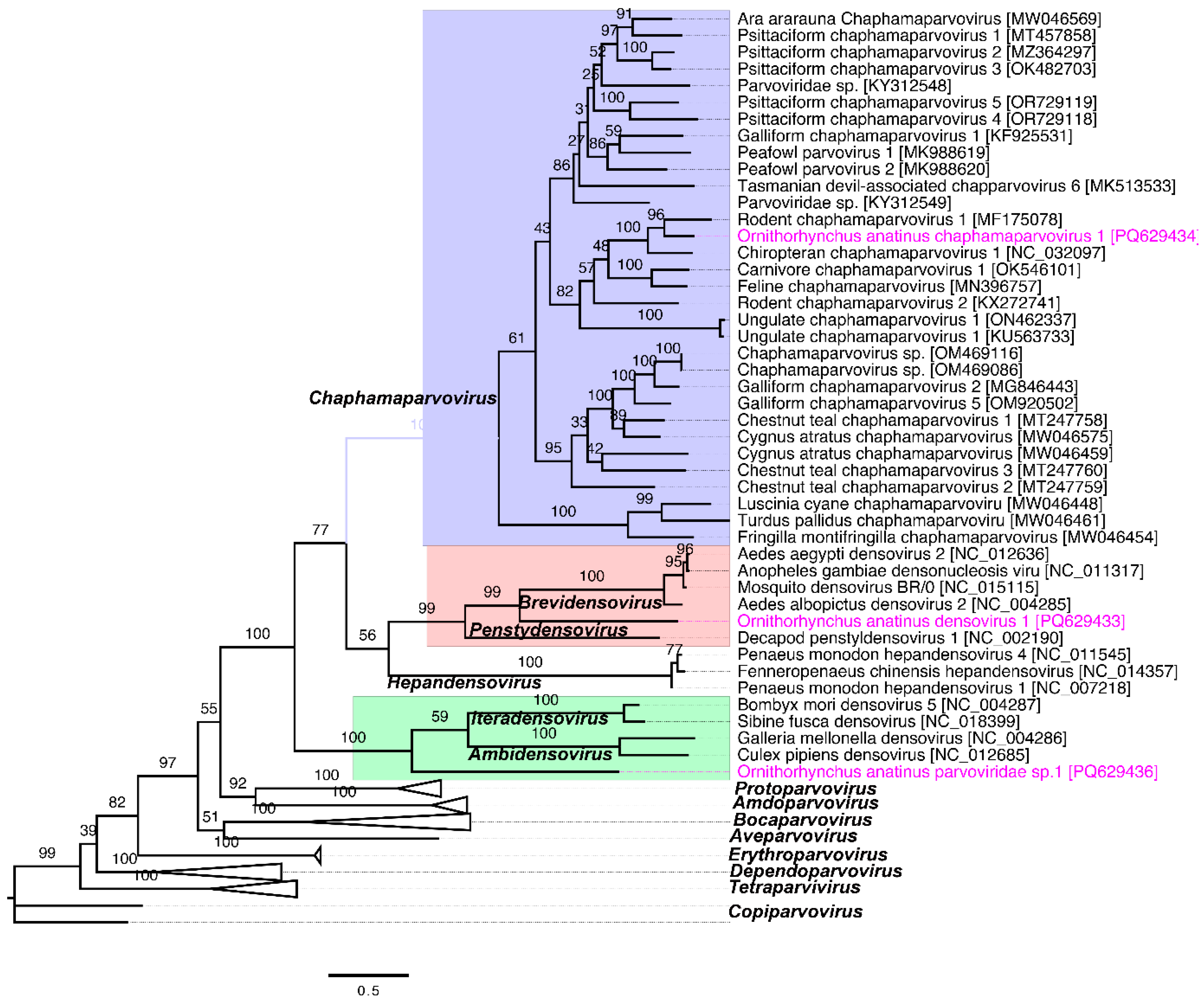 Viruses 17 00176 g002