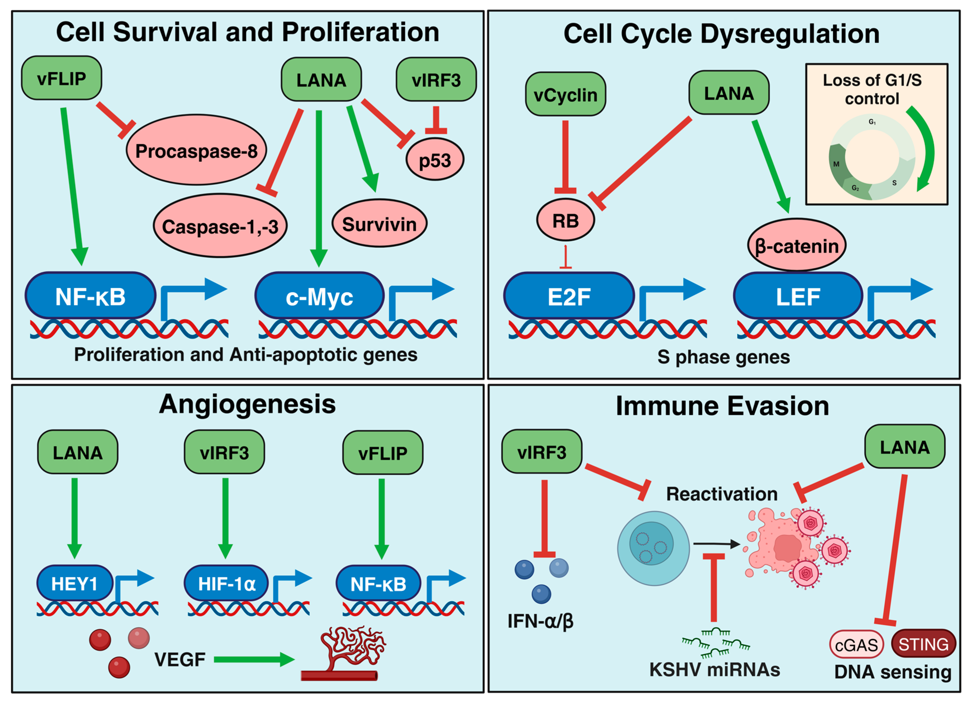 Viruses 17 00177 g001