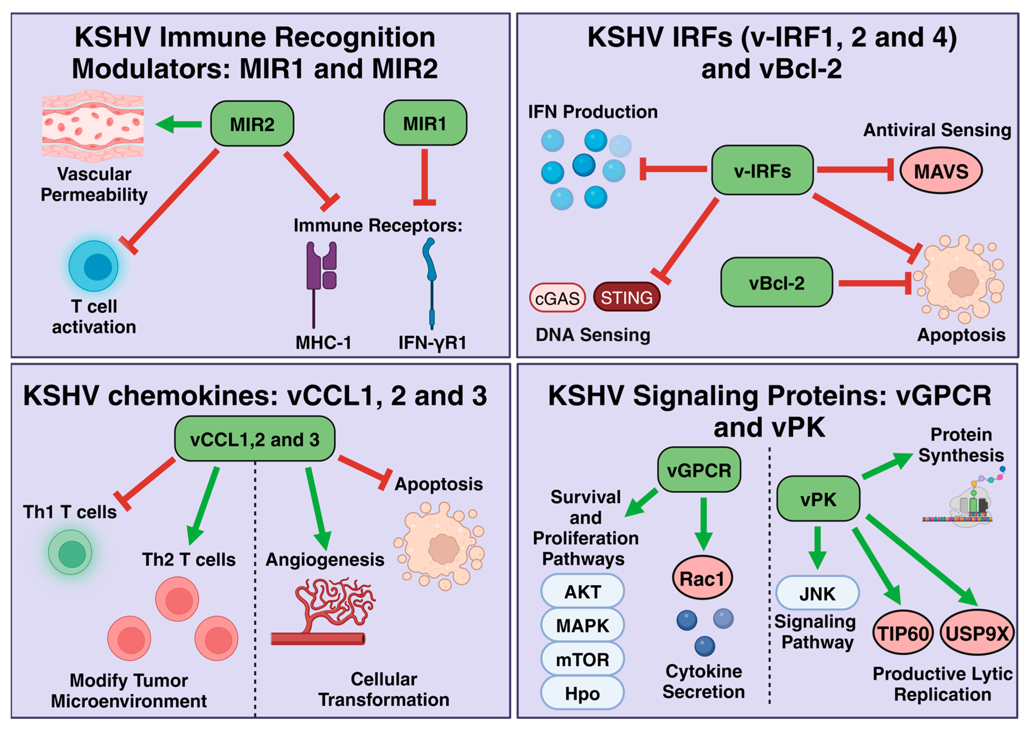 Viruses 17 00177 g002