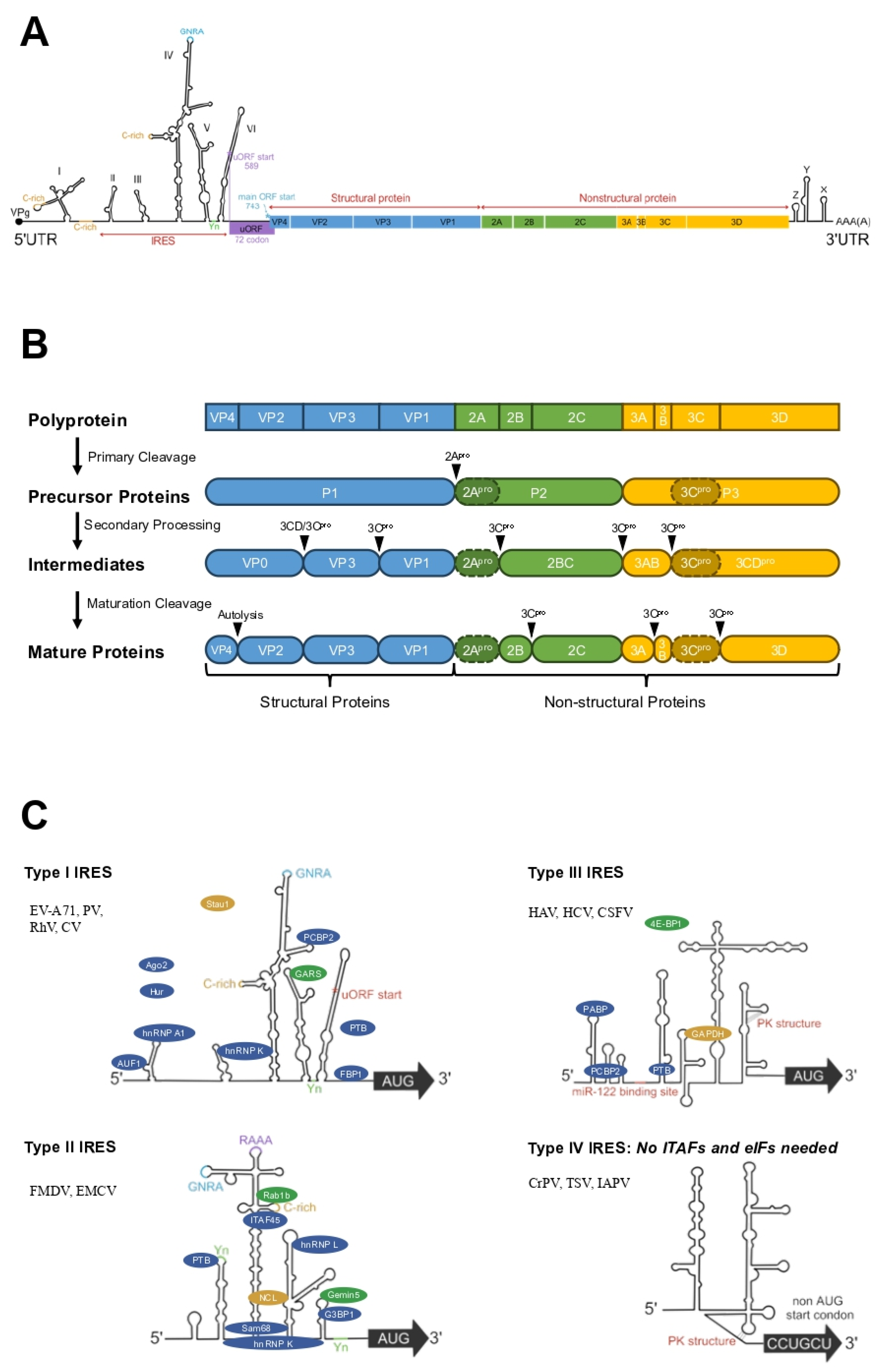 Viruses 17 00181 g002