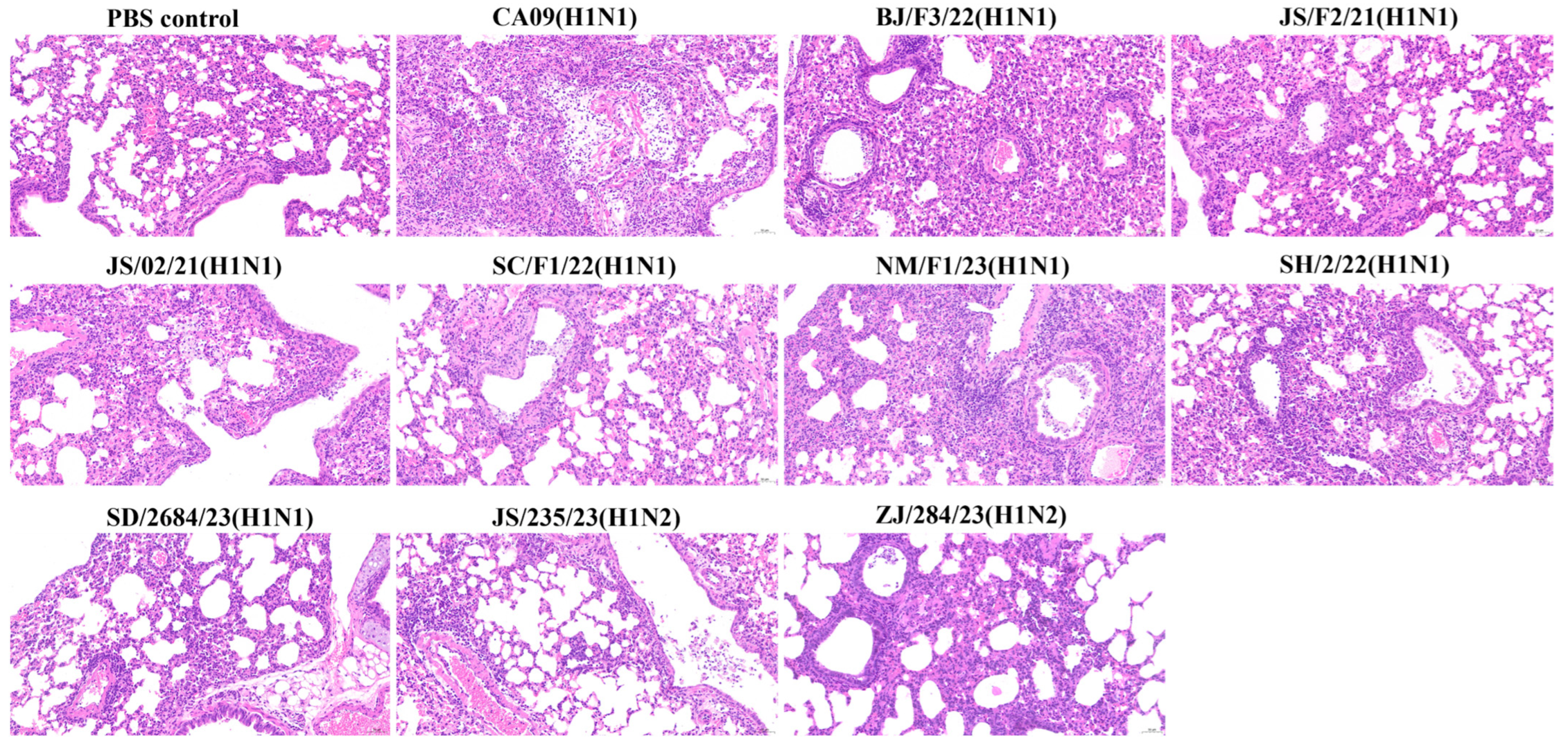Viruses 17 00185 g006 Viruses 17 00185 g006