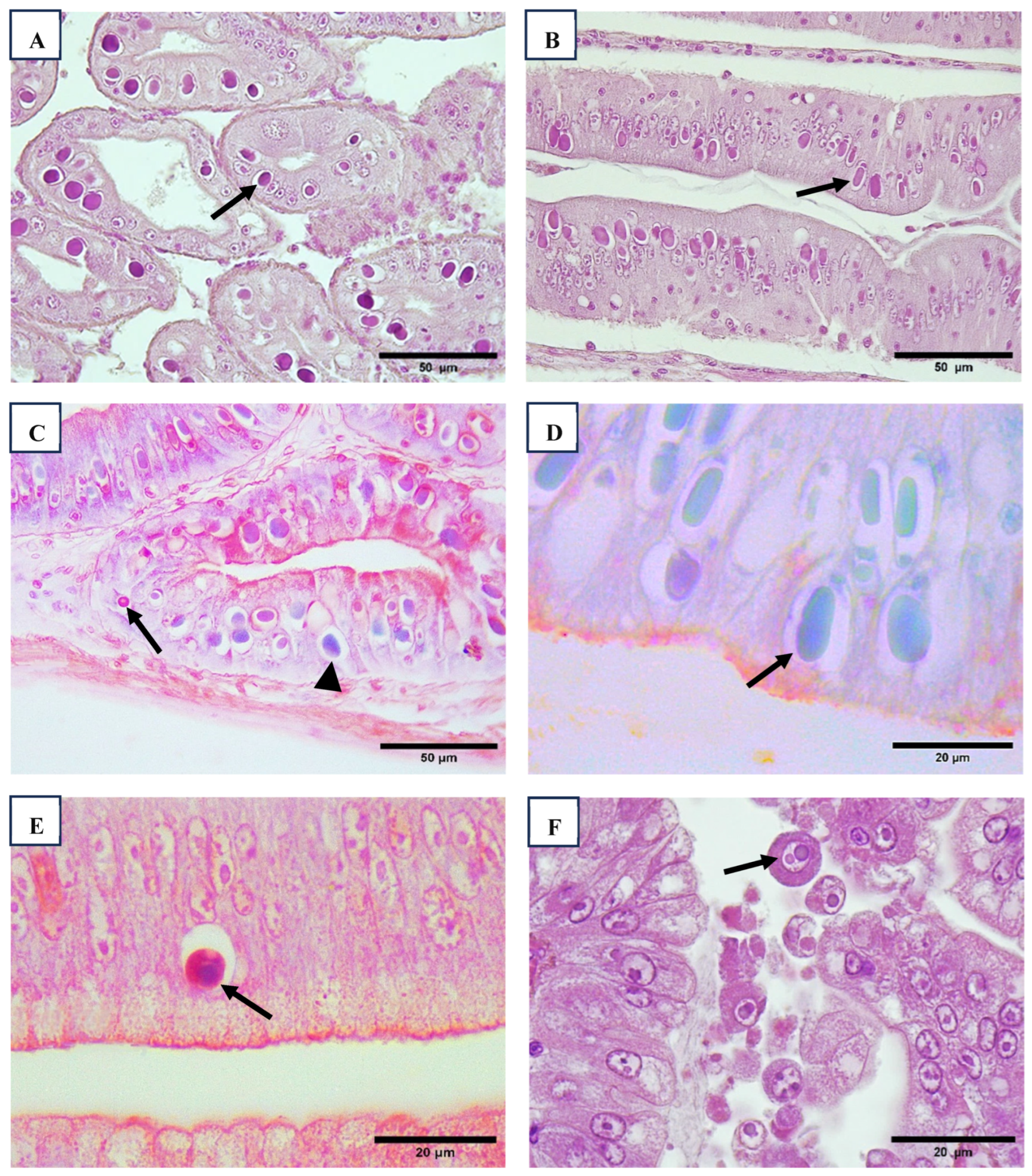 Viruses 17 00187 g001