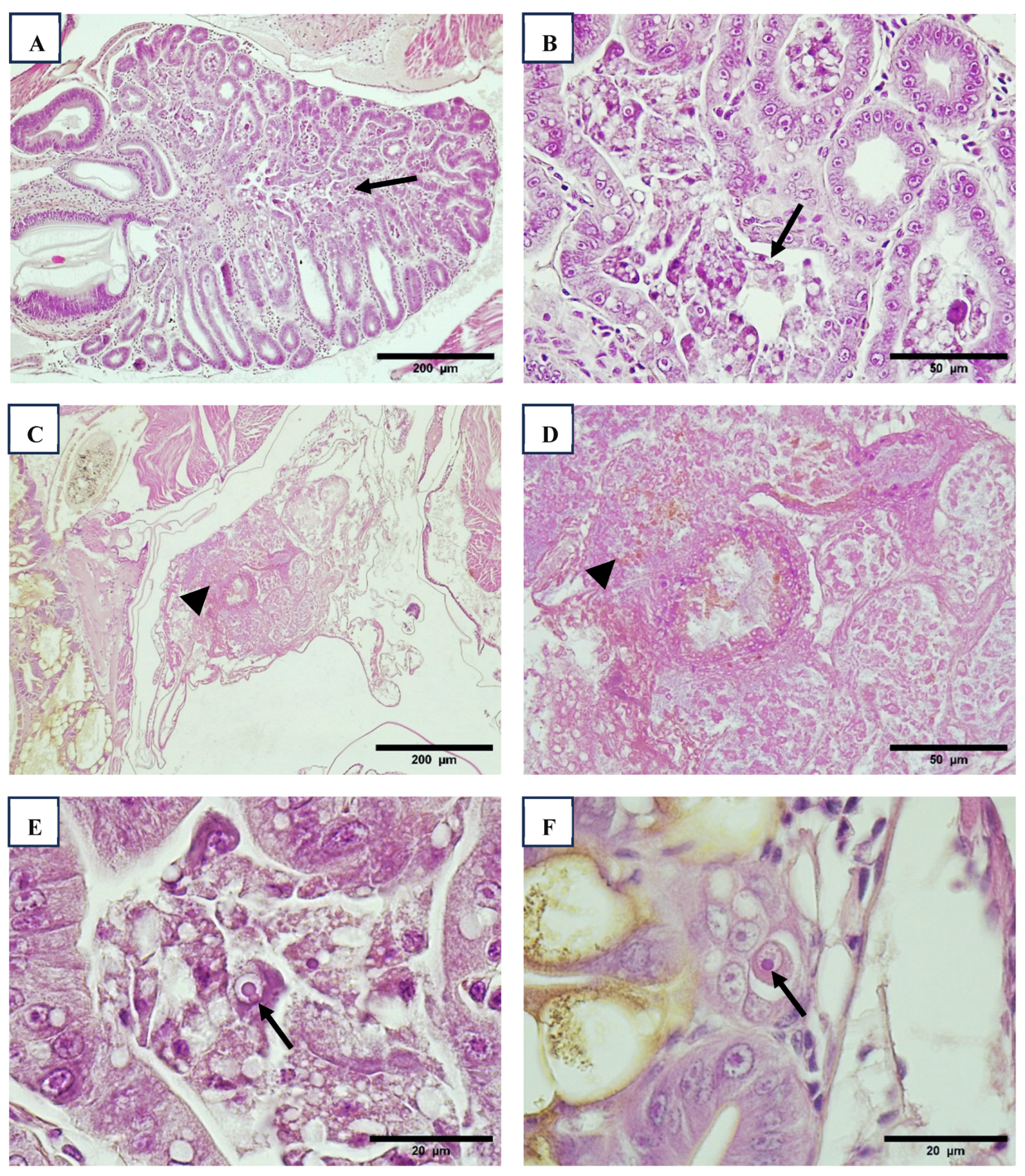Viruses 17 00187 g005