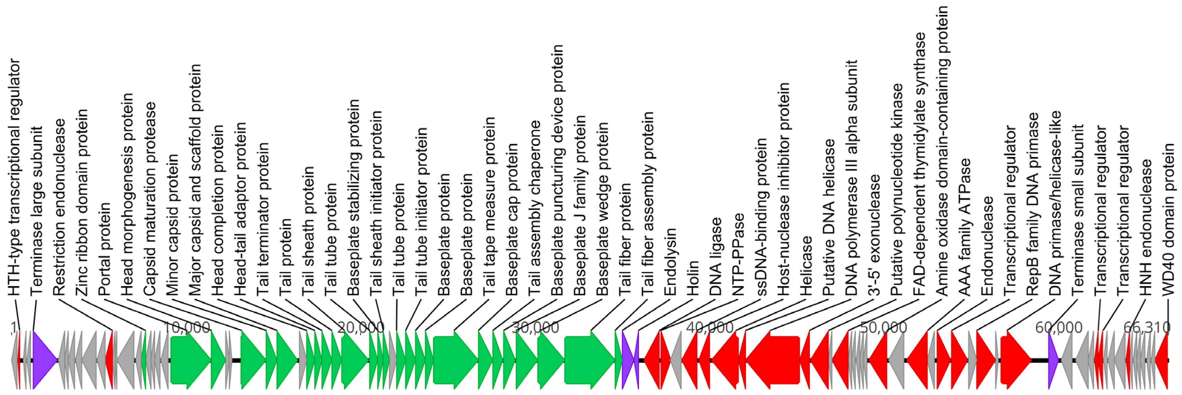 Viruses 17 00189 g004