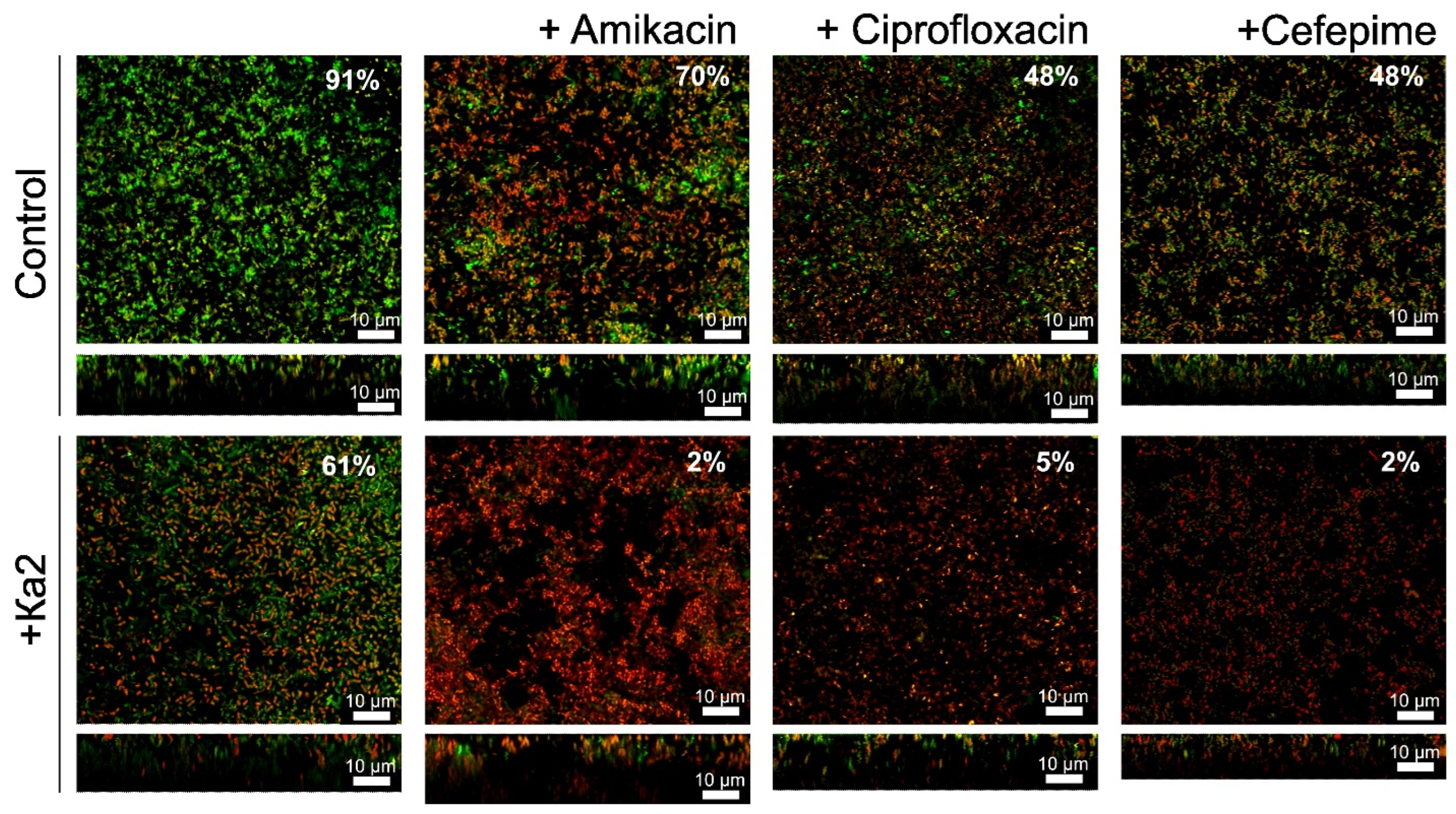 Viruses 17 00189 g010