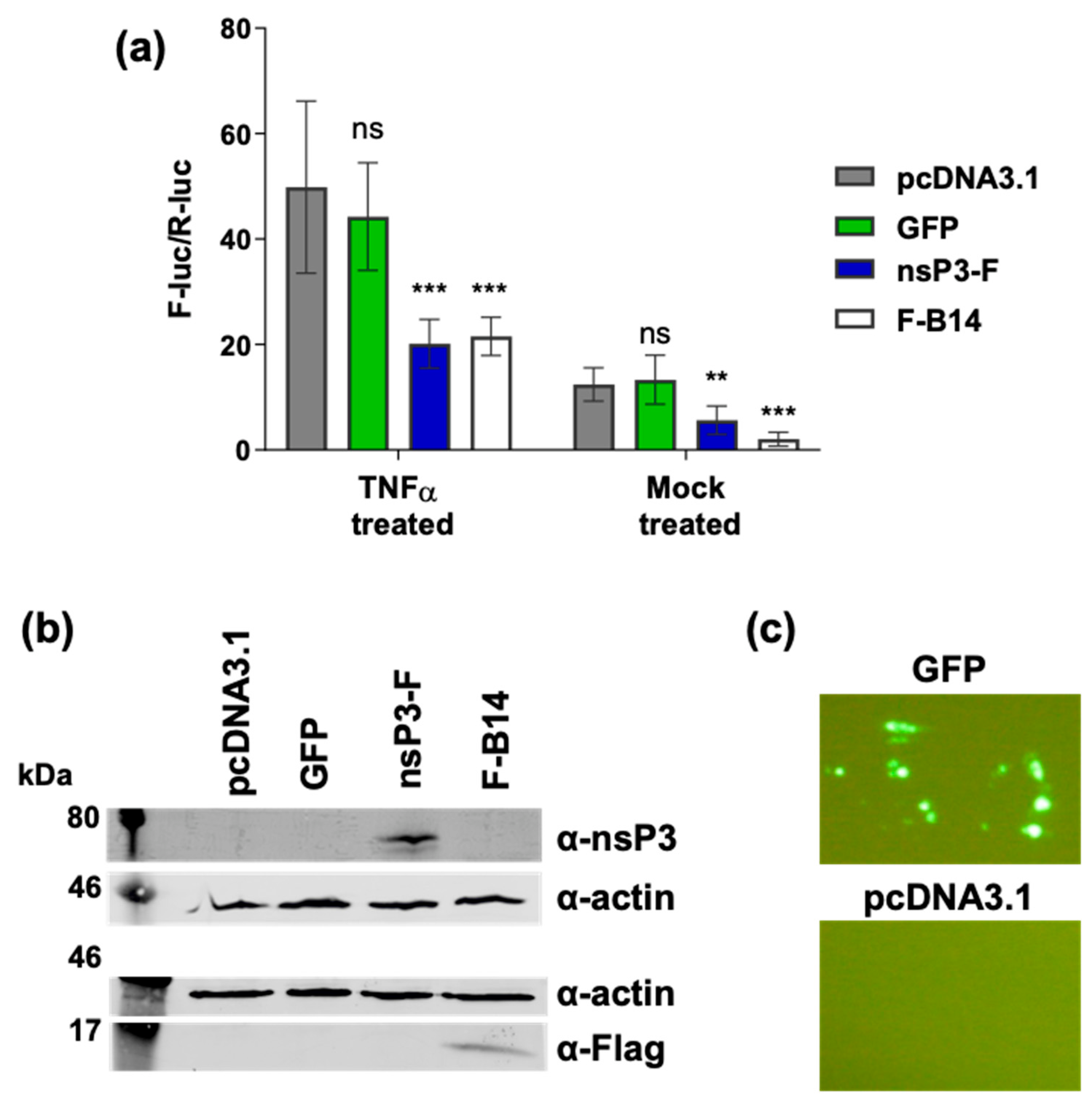 Viruses 17 00191 g004