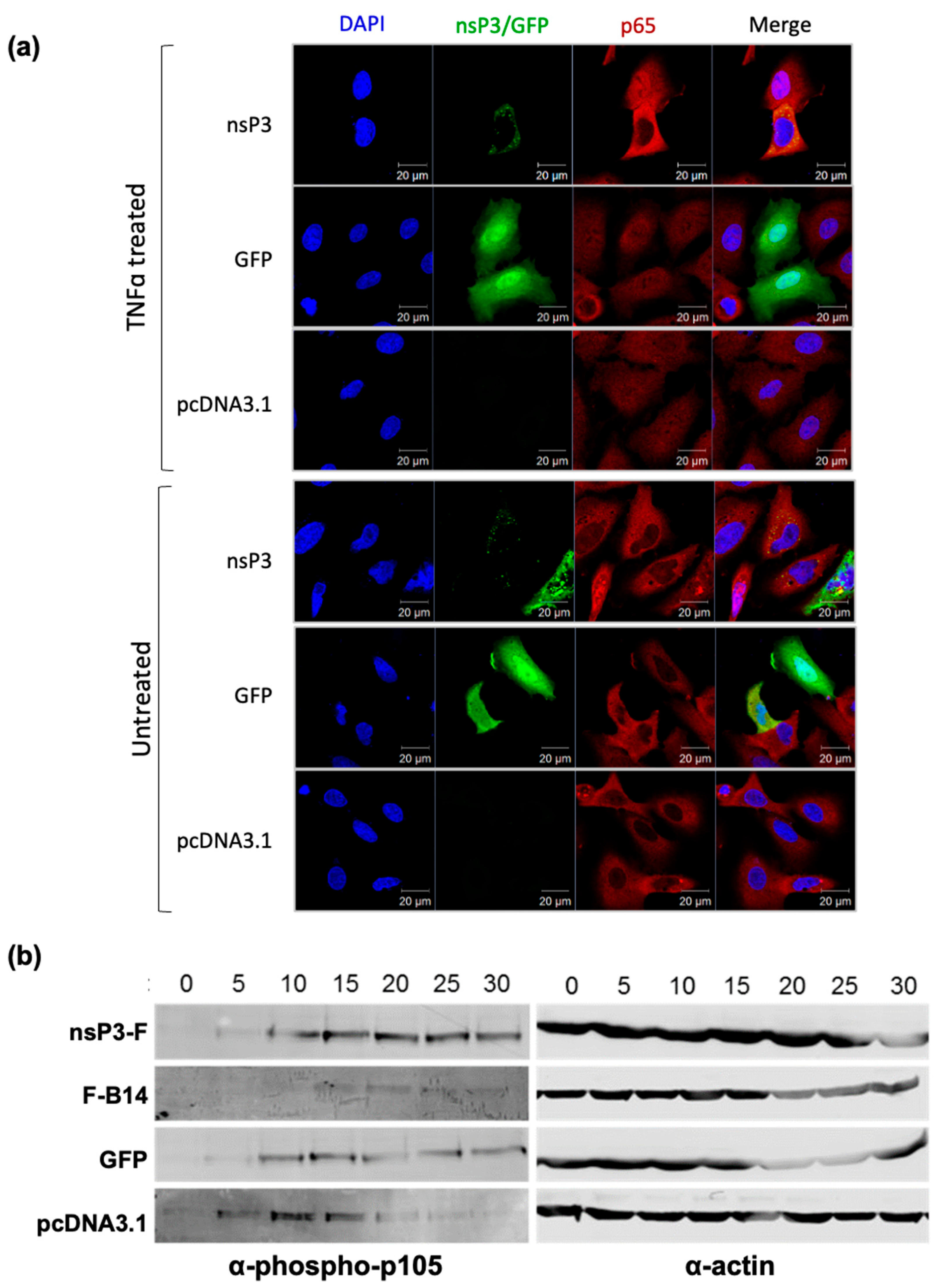 Viruses 17 00191 g005