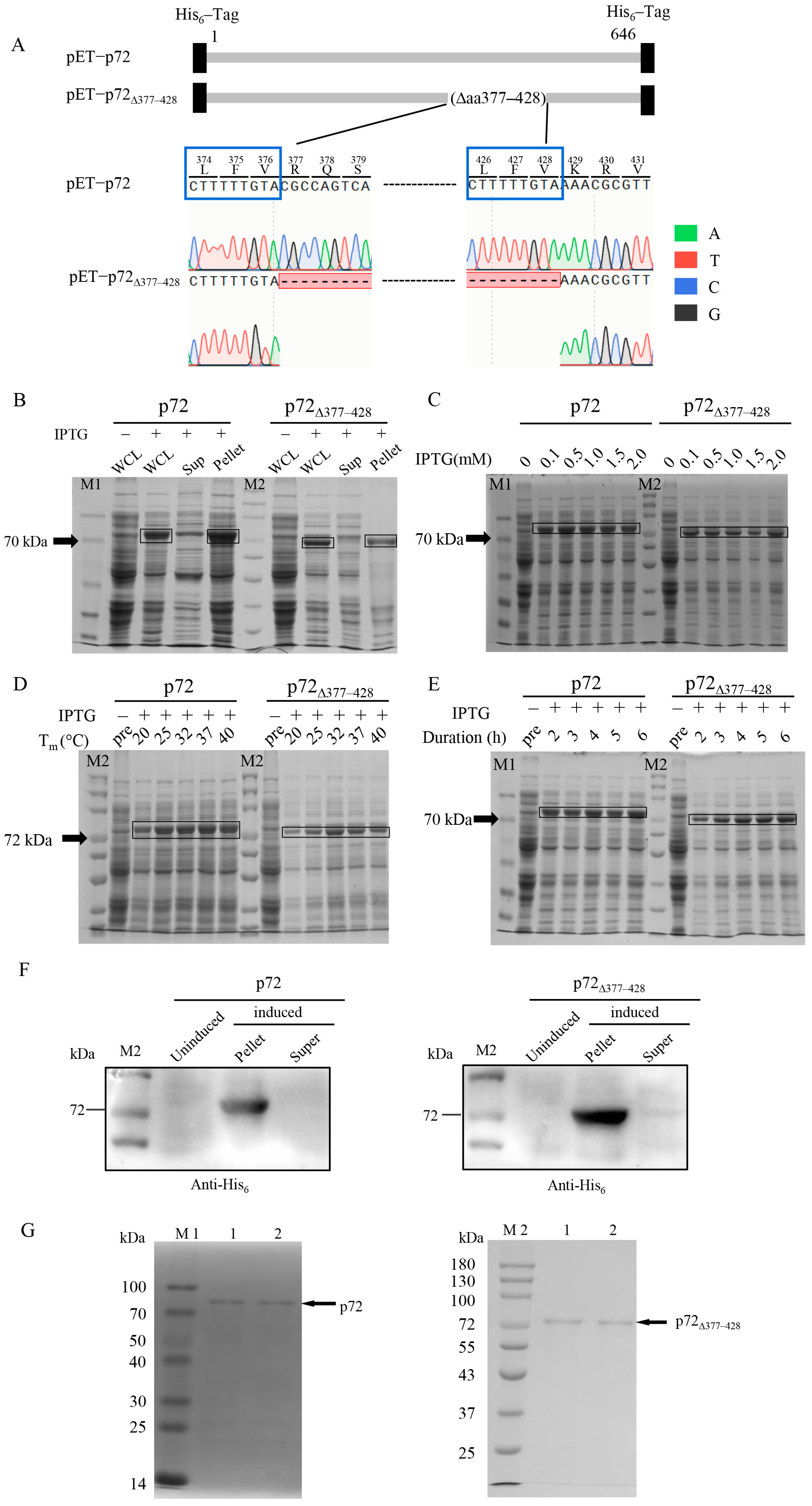 Viruses 17 00194 g001