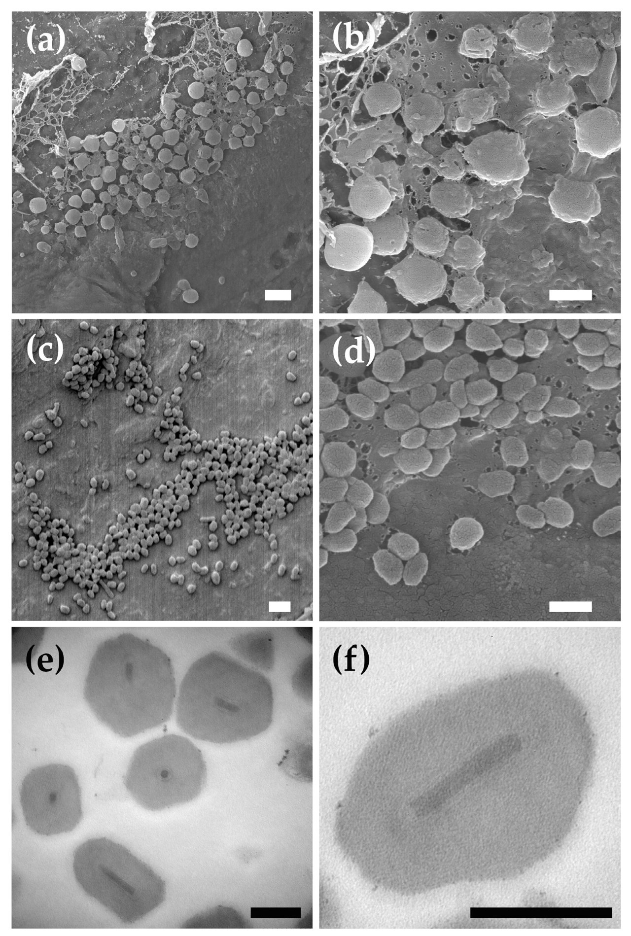 Viruses 17 00202 g001