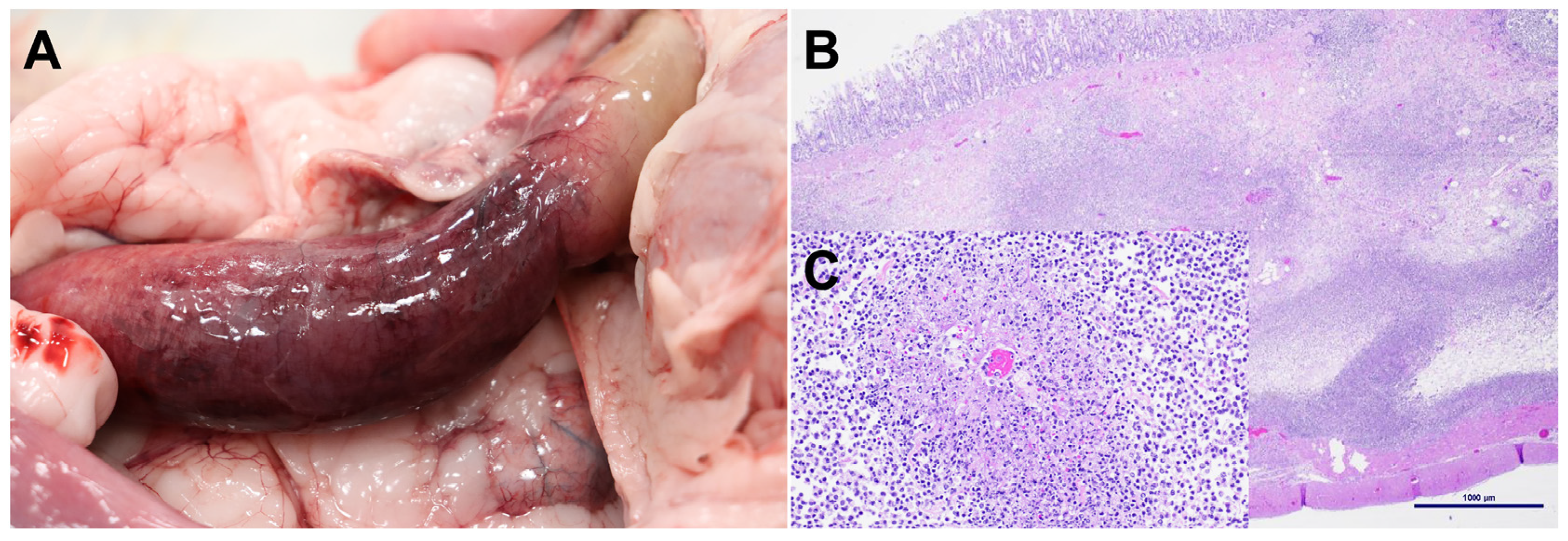 Viruses 17 00209 g001 Viruses 17 00209 g001