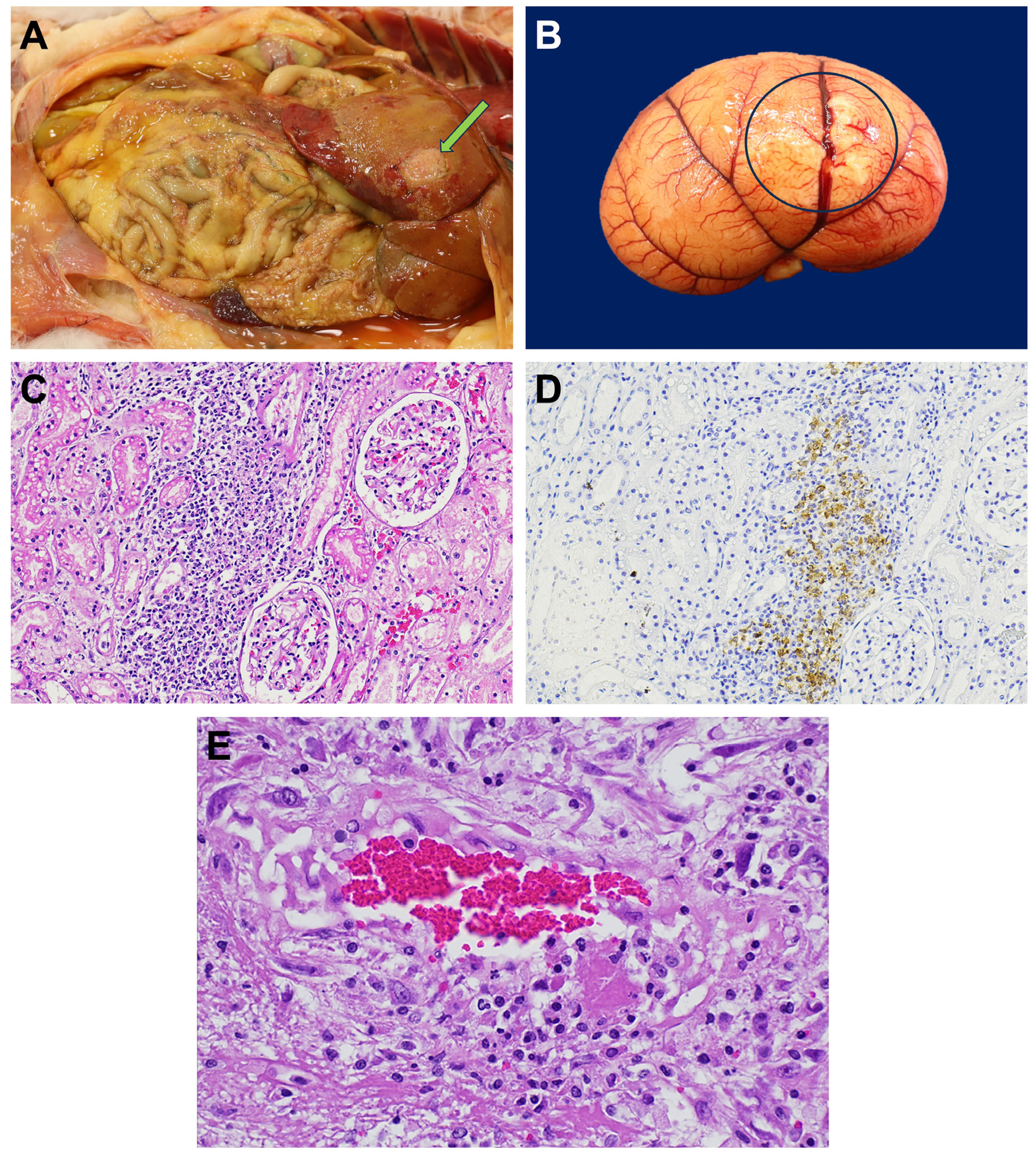 Viruses 17 00209 g002 Viruses 17 00209 g002