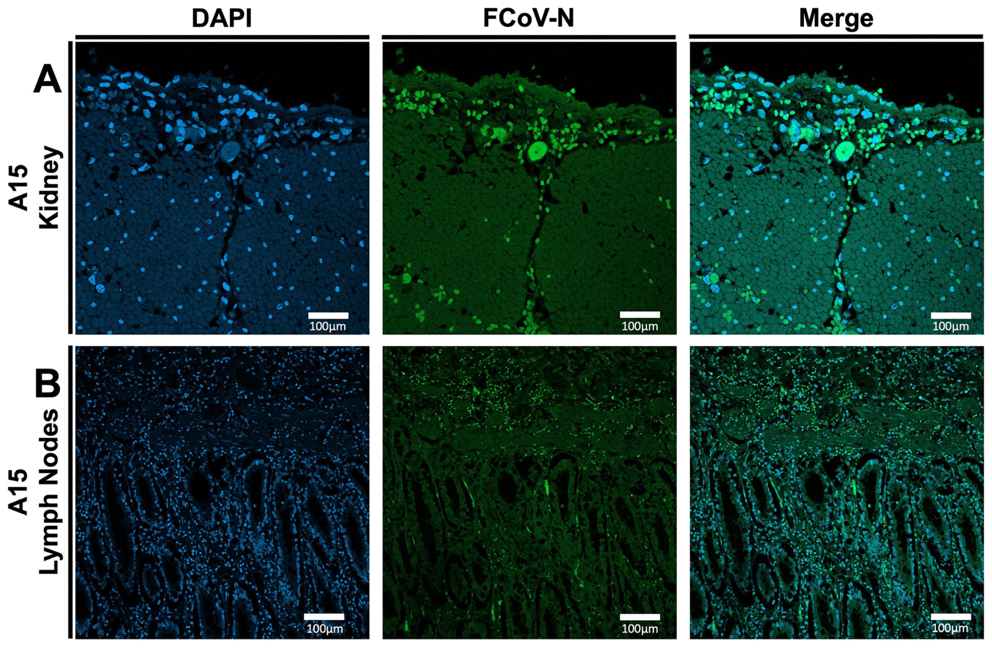 Viruses 17 00209 g003 Viruses 17 00209 g003
