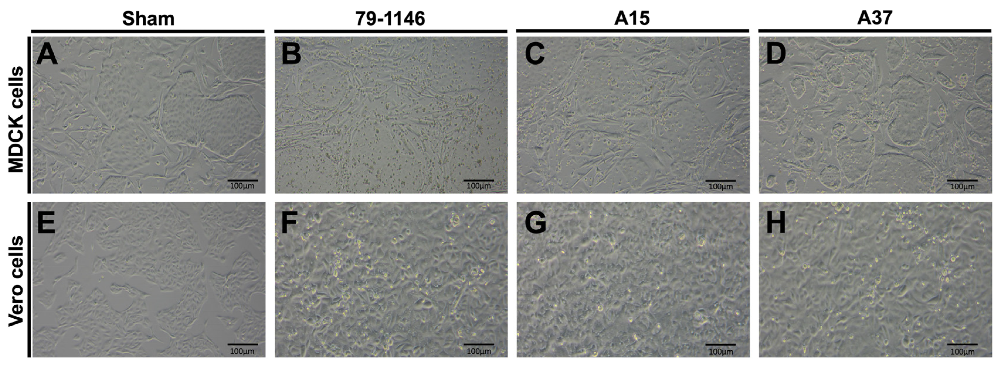 Viruses 17 00209 g006 Viruses 17 00209 g006