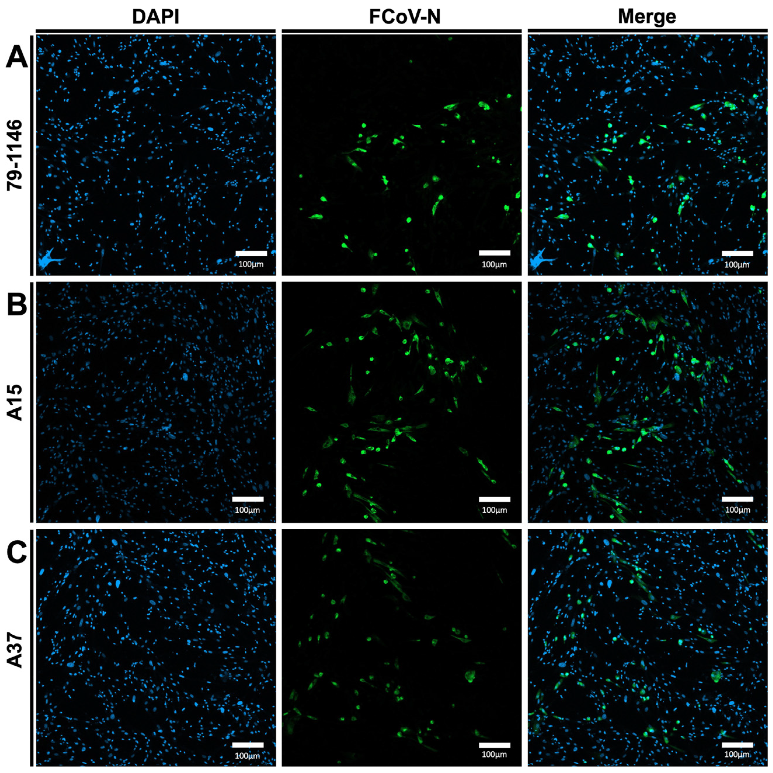 Viruses 17 00209 g007 Viruses 17 00209 g007