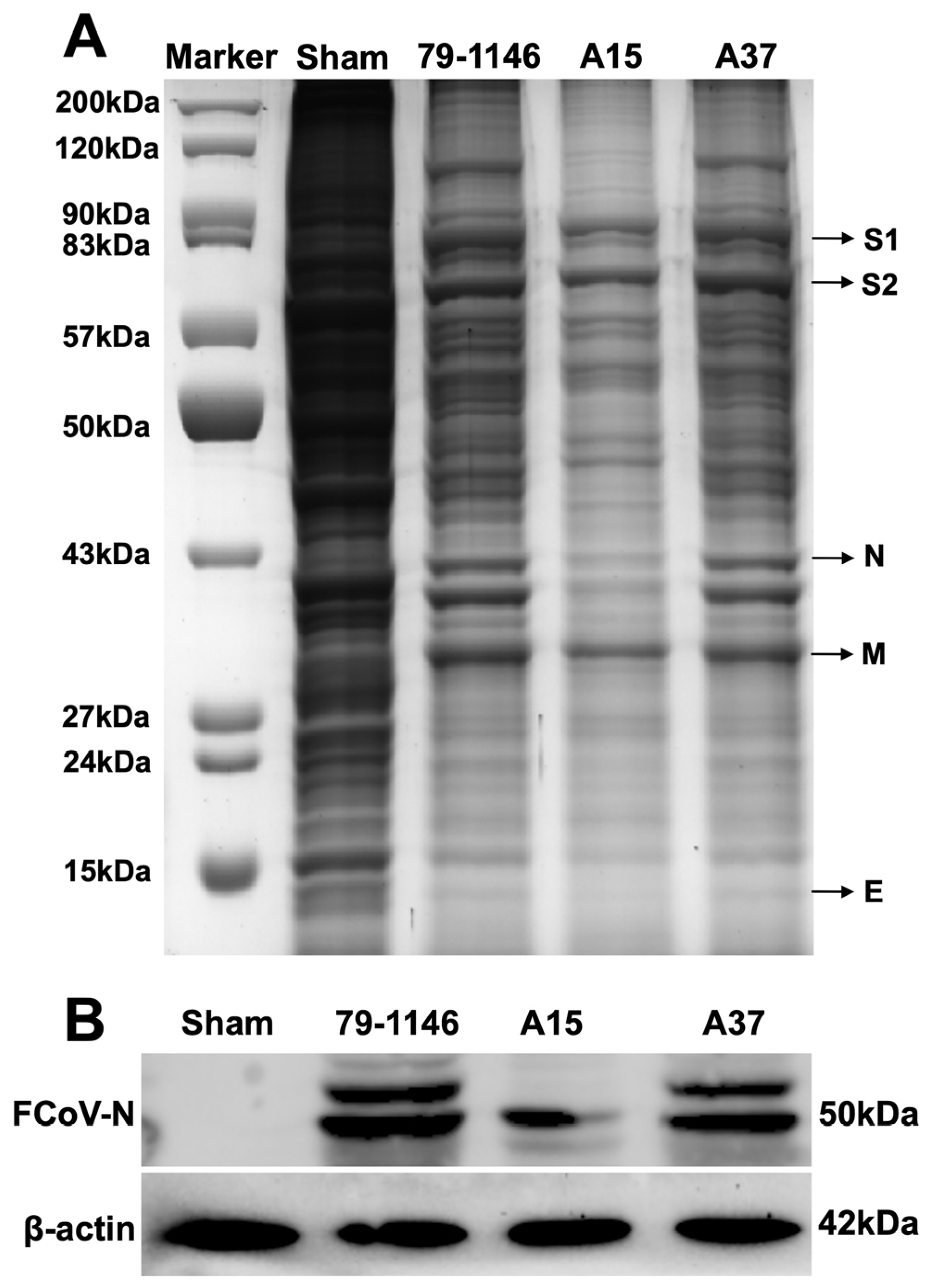 Viruses 17 00209 g009 Viruses 17 00209 g009