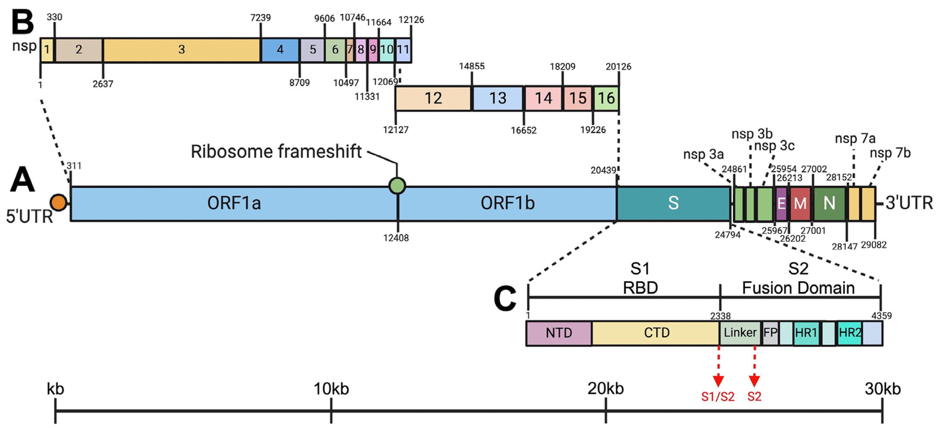 Viruses 17 00209 g010 Viruses 17 00209 g010